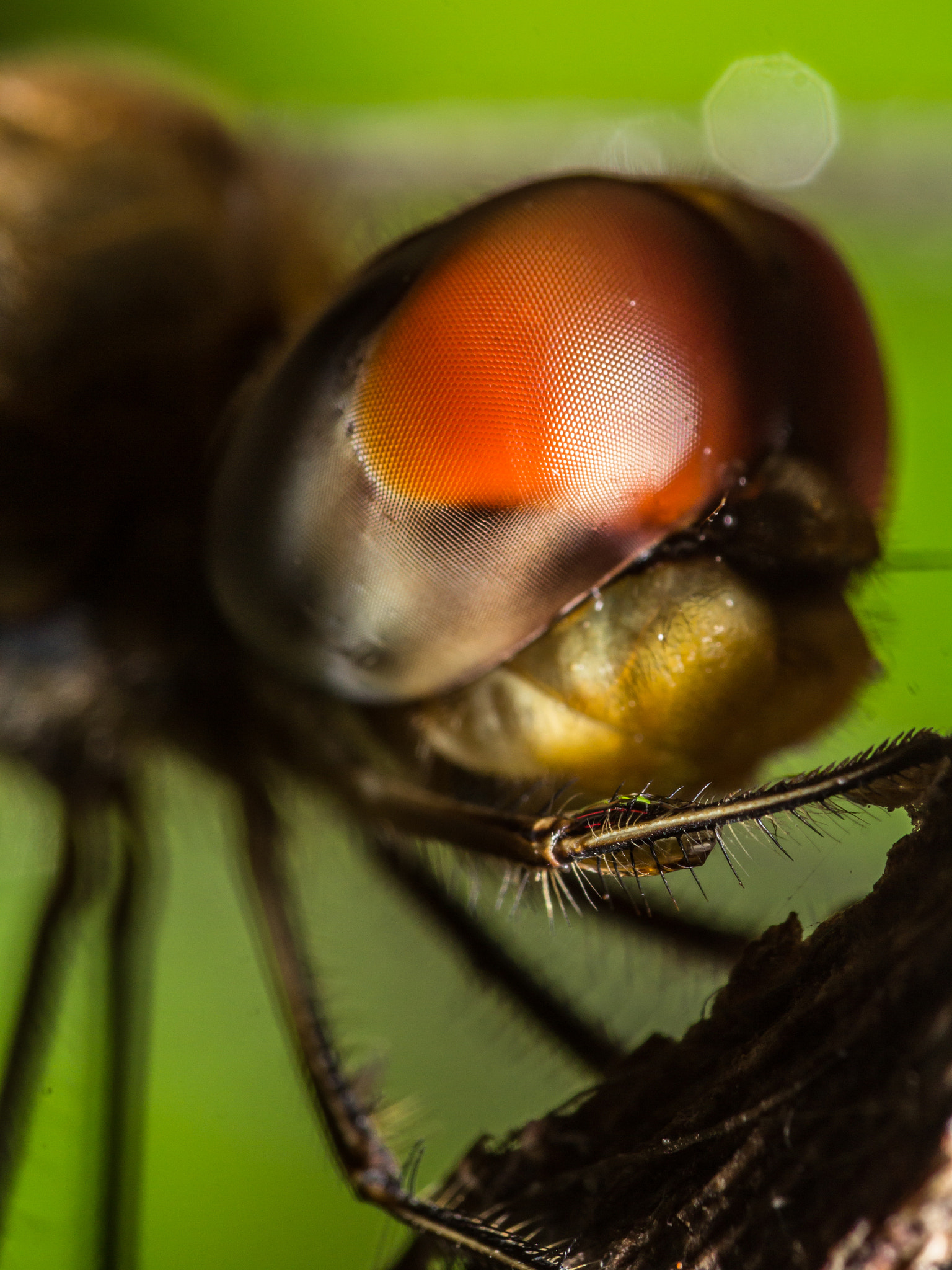 Canon EOS 60D + Canon EF 100mm F2.8 Macro USM sample photo. Wandering glider(pantala flavescens) photography
