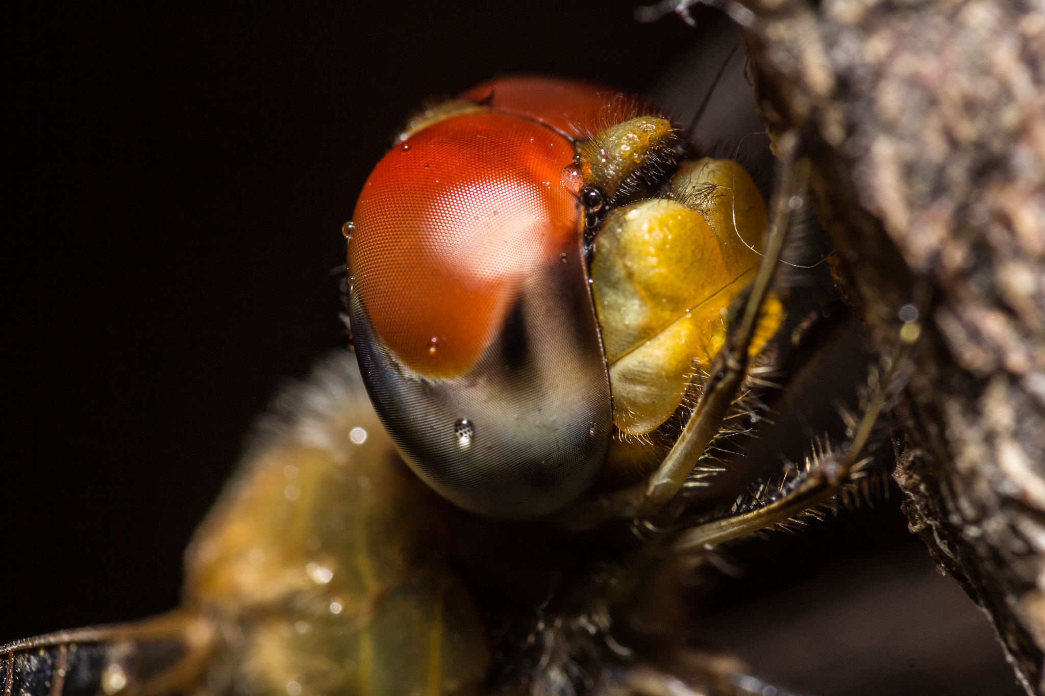 Canon EOS 60D + Canon EF 100mm F2.8 Macro USM sample photo. Wandering glider(pantala flavescens) () photography