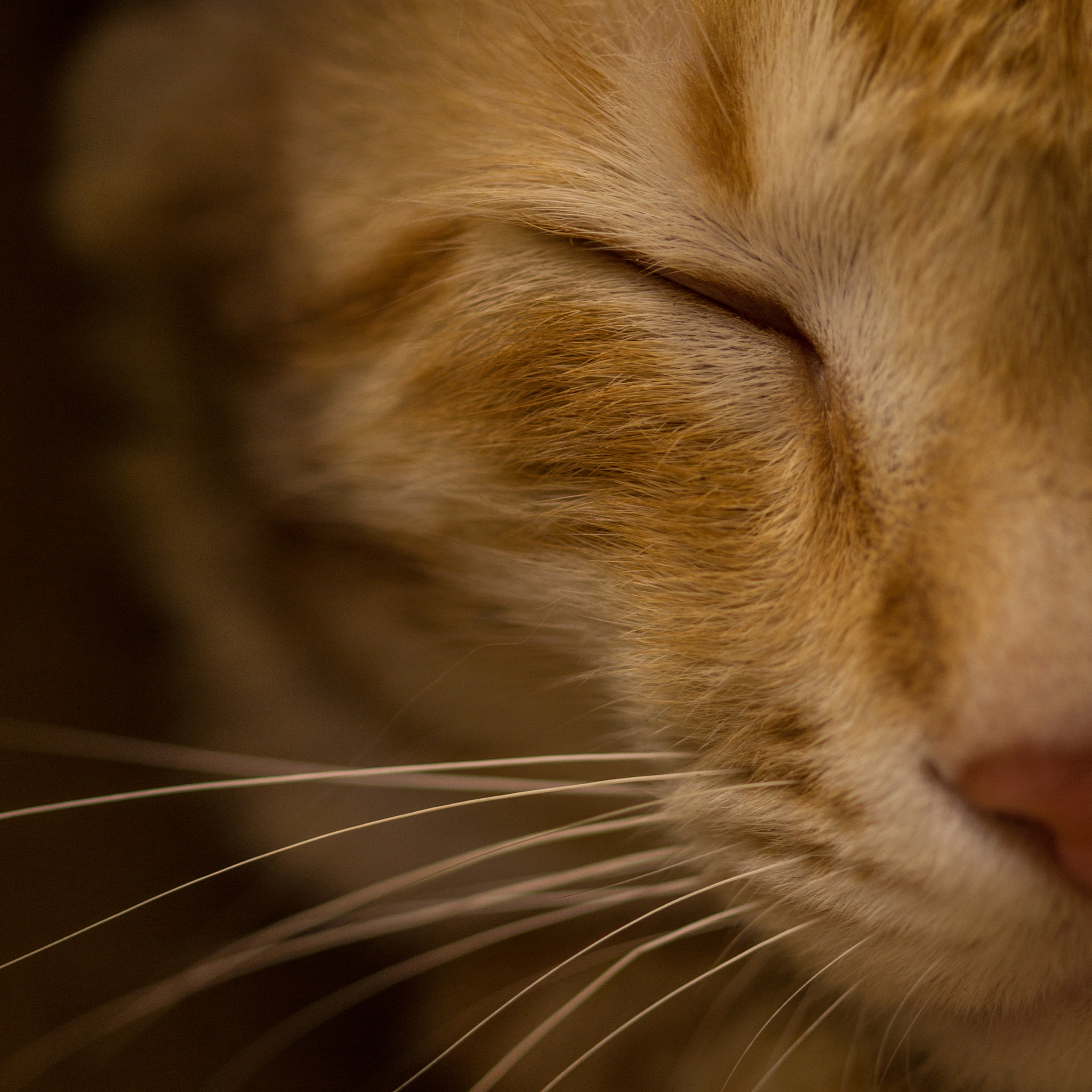 Canon EOS 60D + Canon EF 100mm F2.8 Macro USM sample photo. Catnap photography