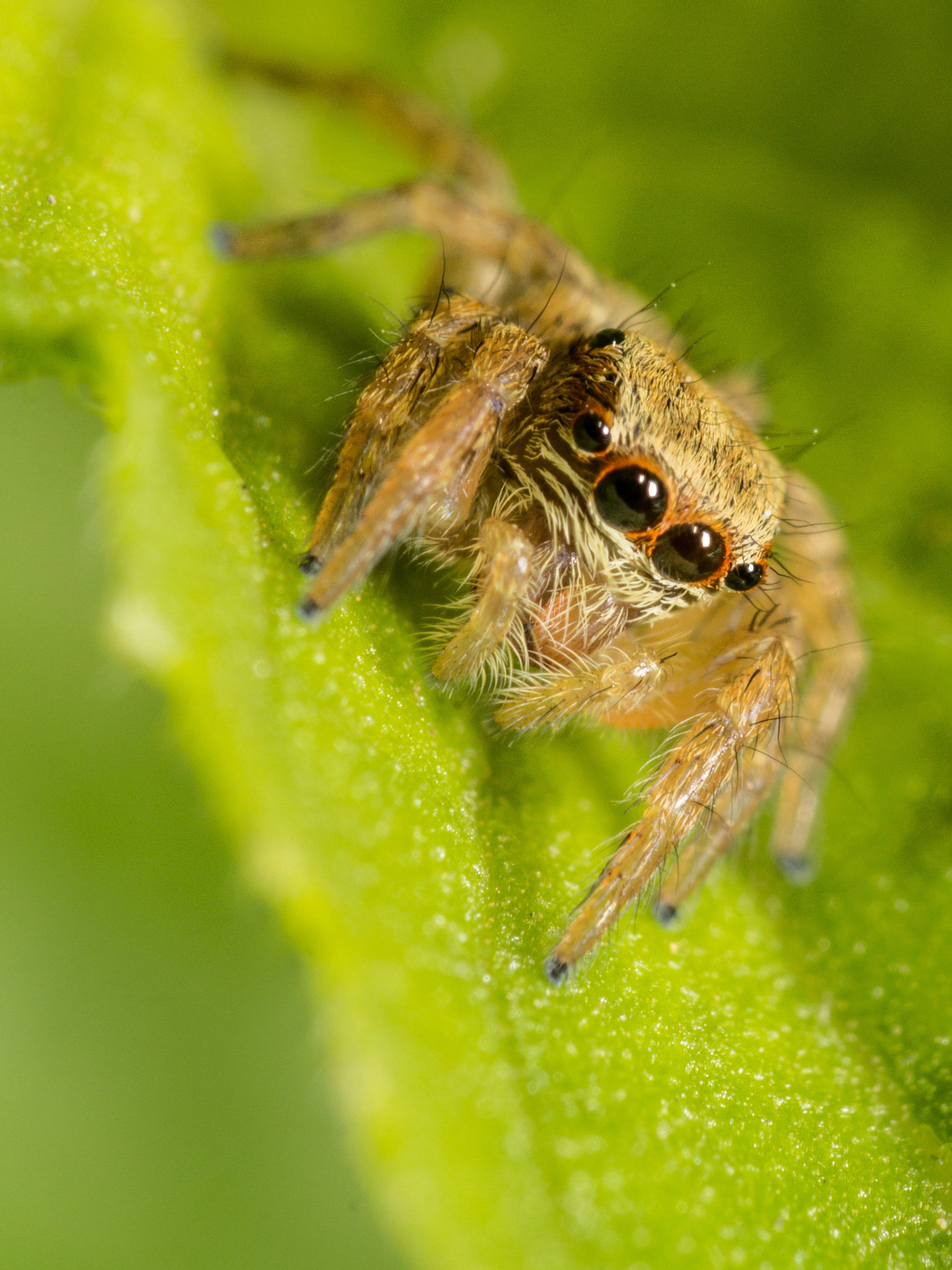 Canon EOS 60D + Canon EF 100mm F2.8 Macro USM sample photo. Jumping spider photography