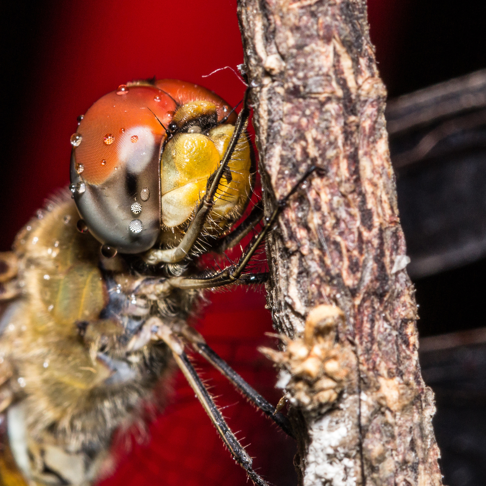 Canon EOS 60D + Canon EF 100mm F2.8 Macro USM sample photo. Wandering glider(pantala flavescens) () photography