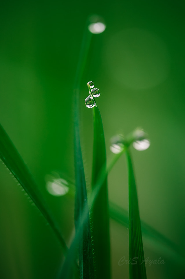 Nikon D4 sample photo. "tres gotas de agua bendita..." photography