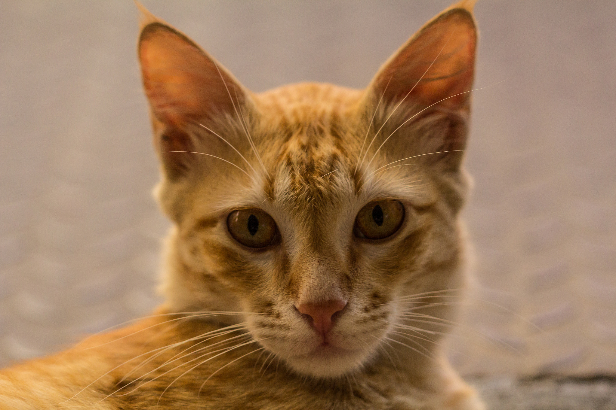 Canon EOS 60D + Canon EF 100mm F2.8 Macro USM sample photo. Kitty photography