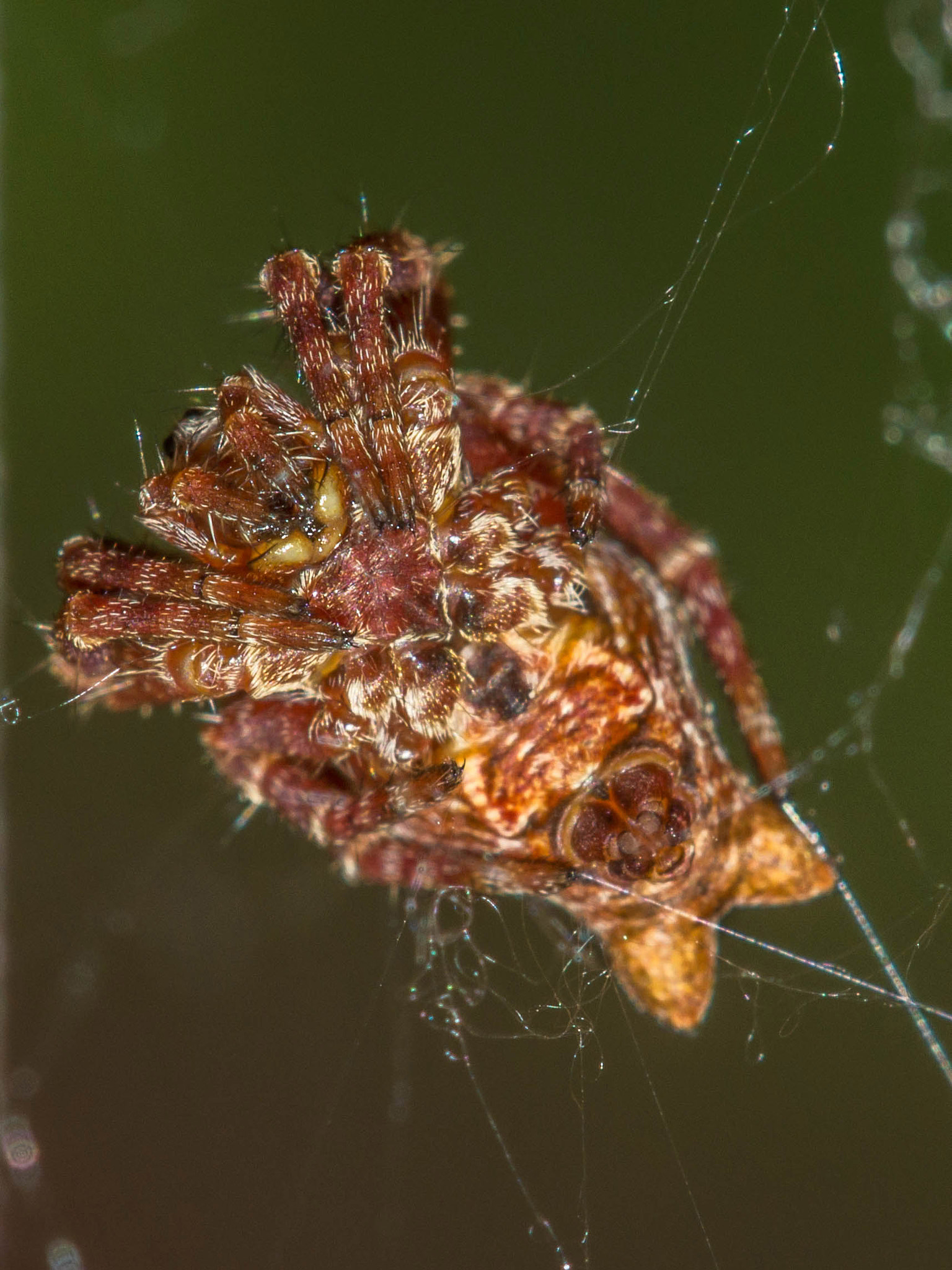 Canon EOS 60D + Canon EF 100mm F2.8 Macro USM sample photo. Cyrtophora citricola photography