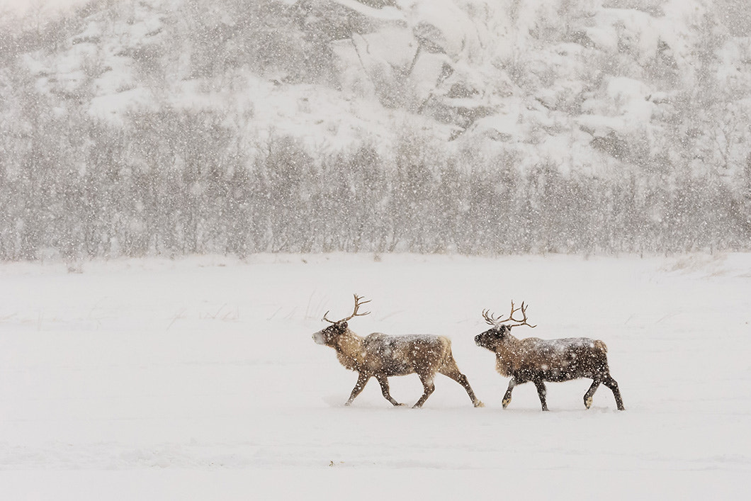 Canon EOS-1D X + Canon EF 70-200mm F2.8L IS II USM sample photo. Reindeer photography