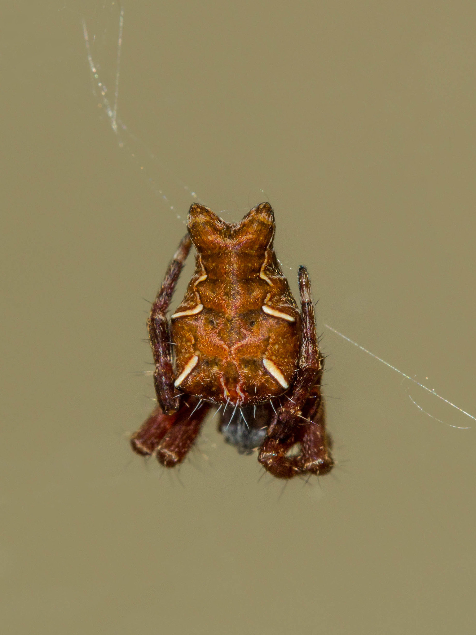 Canon EOS 60D + Canon EF 100mm F2.8 Macro USM sample photo. Cyrtophora citricola photography