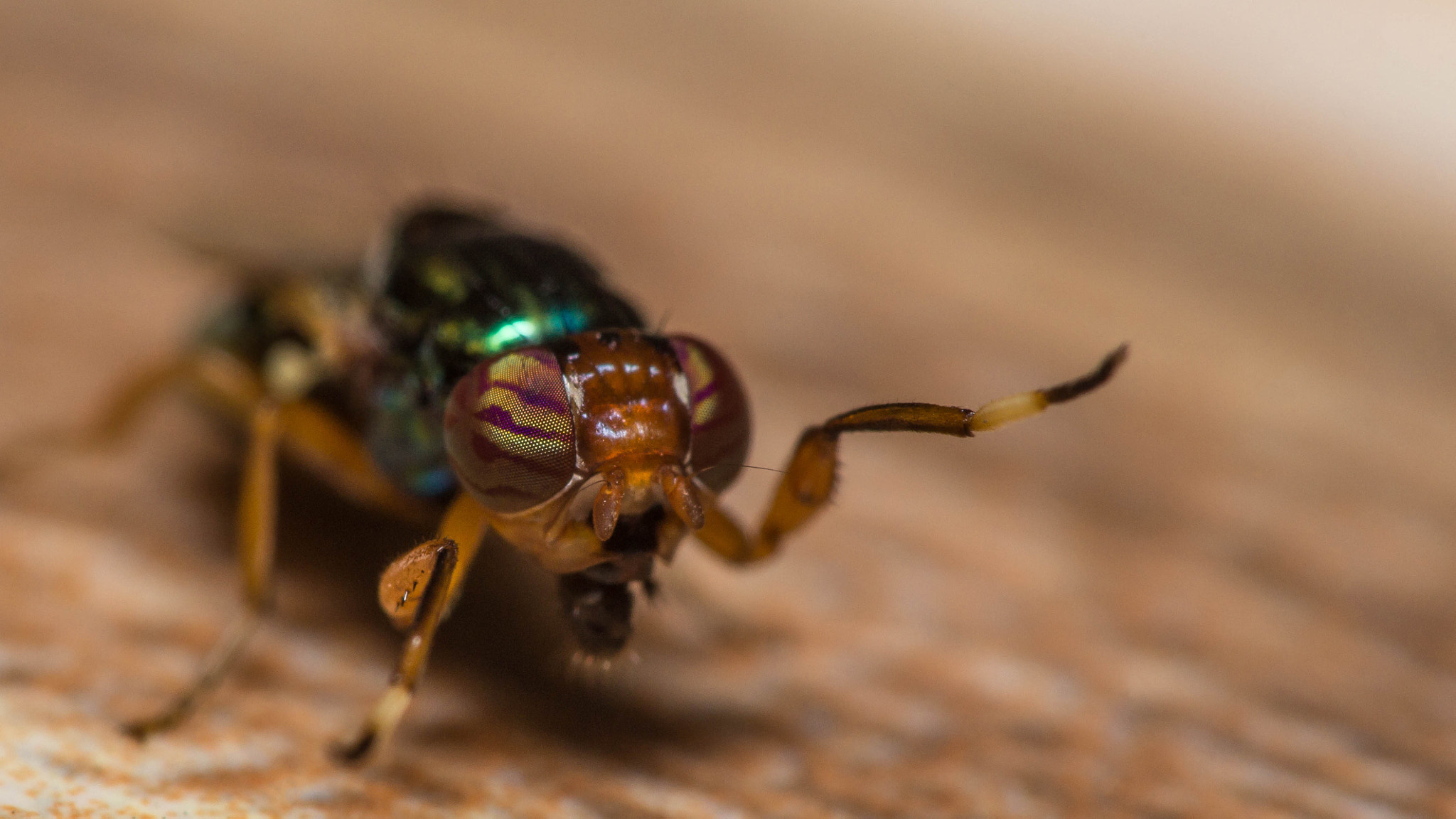 Canon EOS 60D + Canon EF 100mm F2.8 Macro USM sample photo. Physiphora sp photography