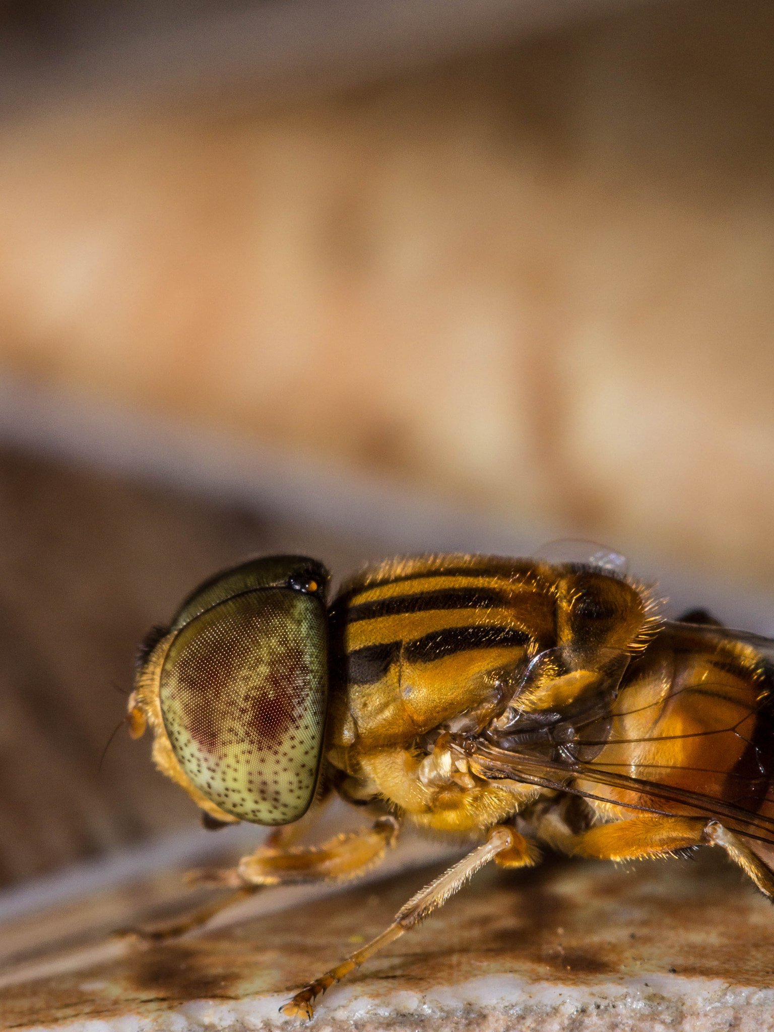 Canon EOS 60D + Canon EF 100mm F2.8 Macro USM sample photo. Hover fly photography