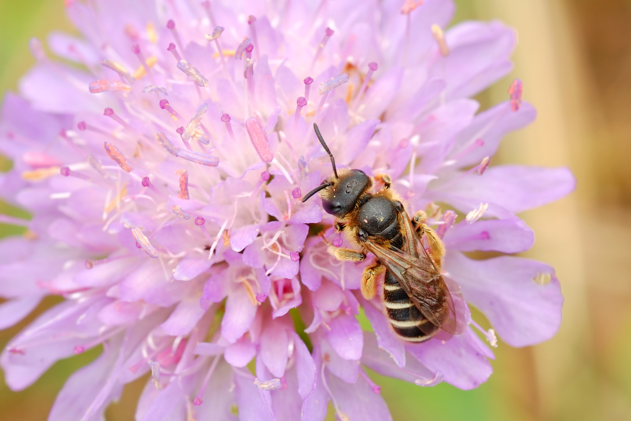Nikon D40 sample photo. Apidae photography