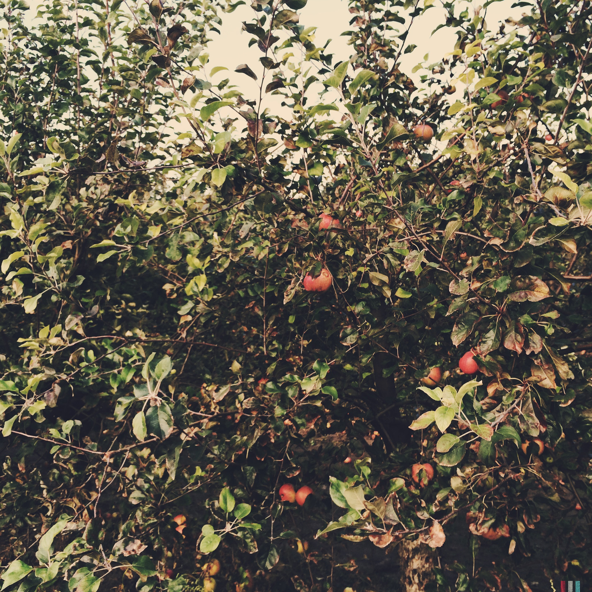 Hipstamatic 301 sample photo. Erntehof potsdam | brandenburg photography