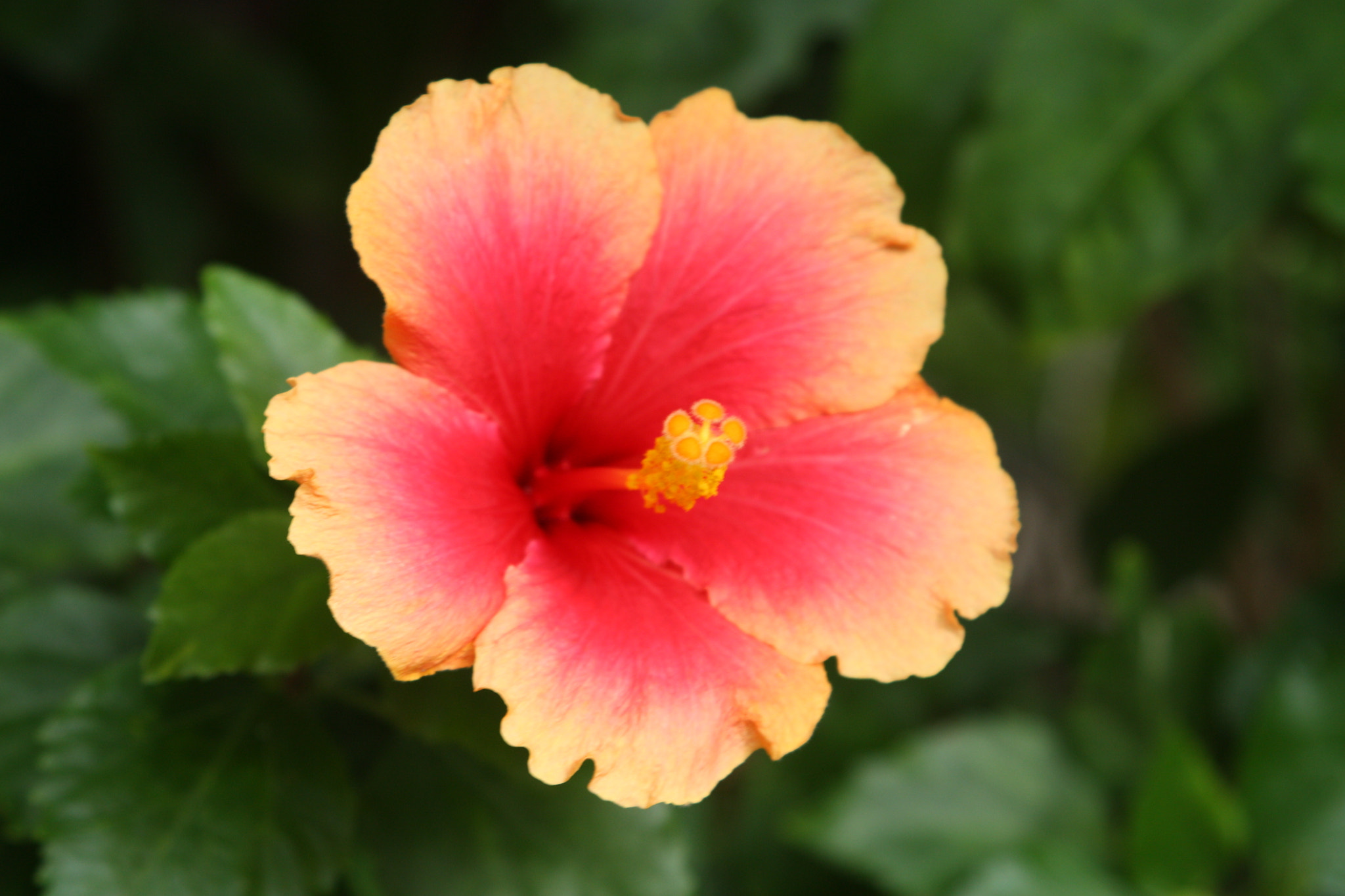 Canon EF 28-105mm f/3.5-4.5 USM sample photo. The flower of canarian photography