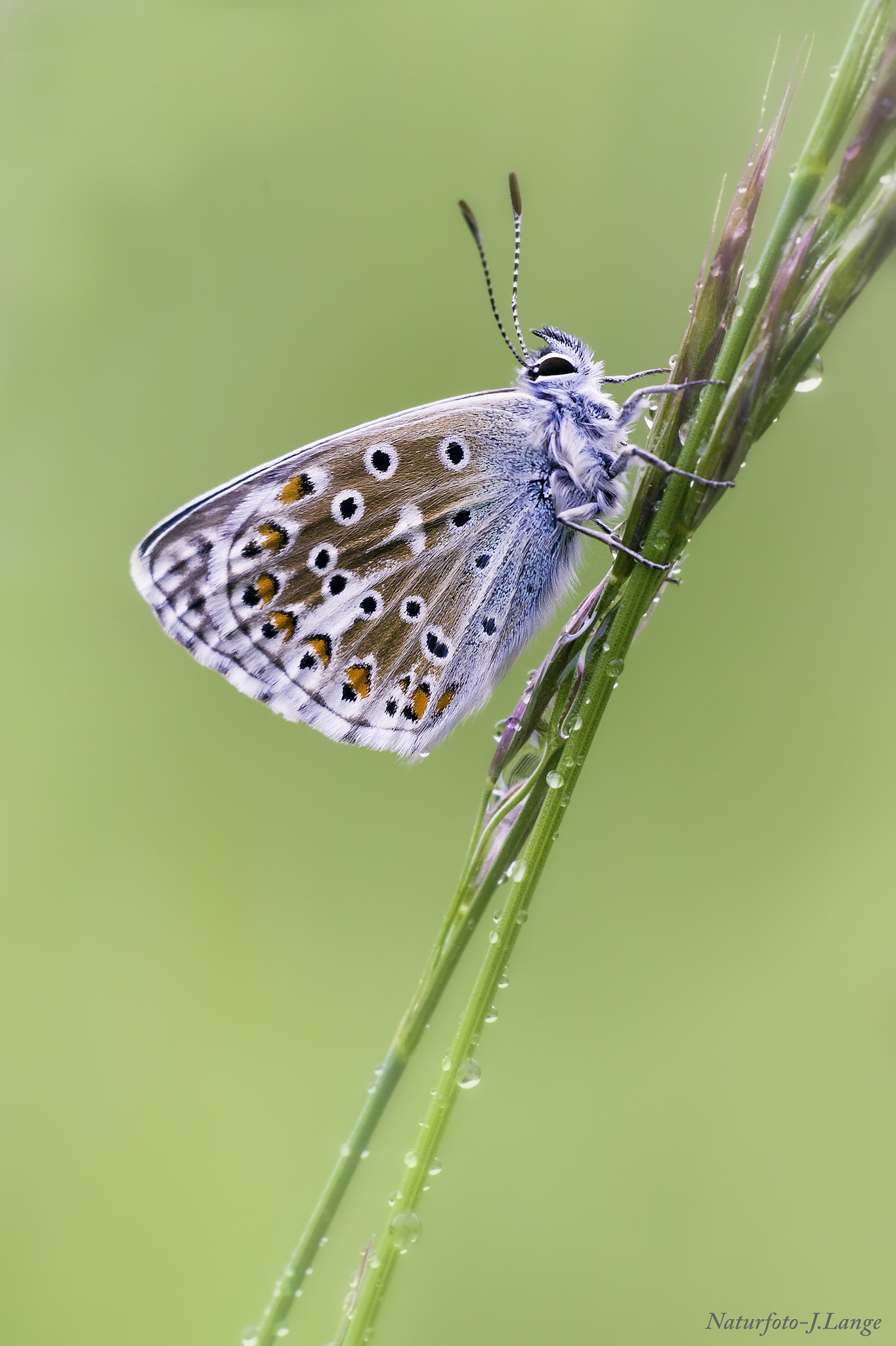 Canon EF 180mm F3.5L Macro USM sample photo. Blue photography