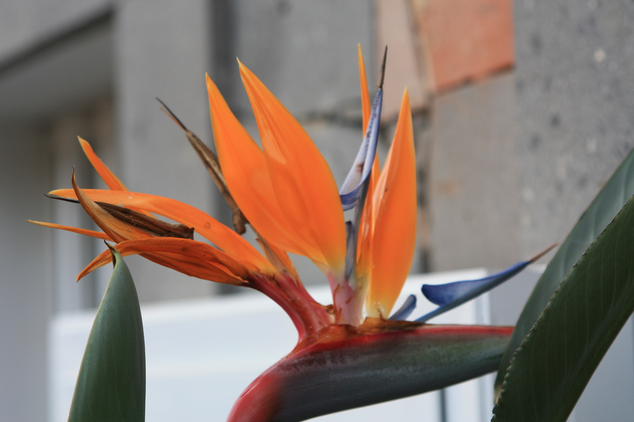 Canon EF 28-105mm f/3.5-4.5 USM sample photo. The parrot-flower photography
