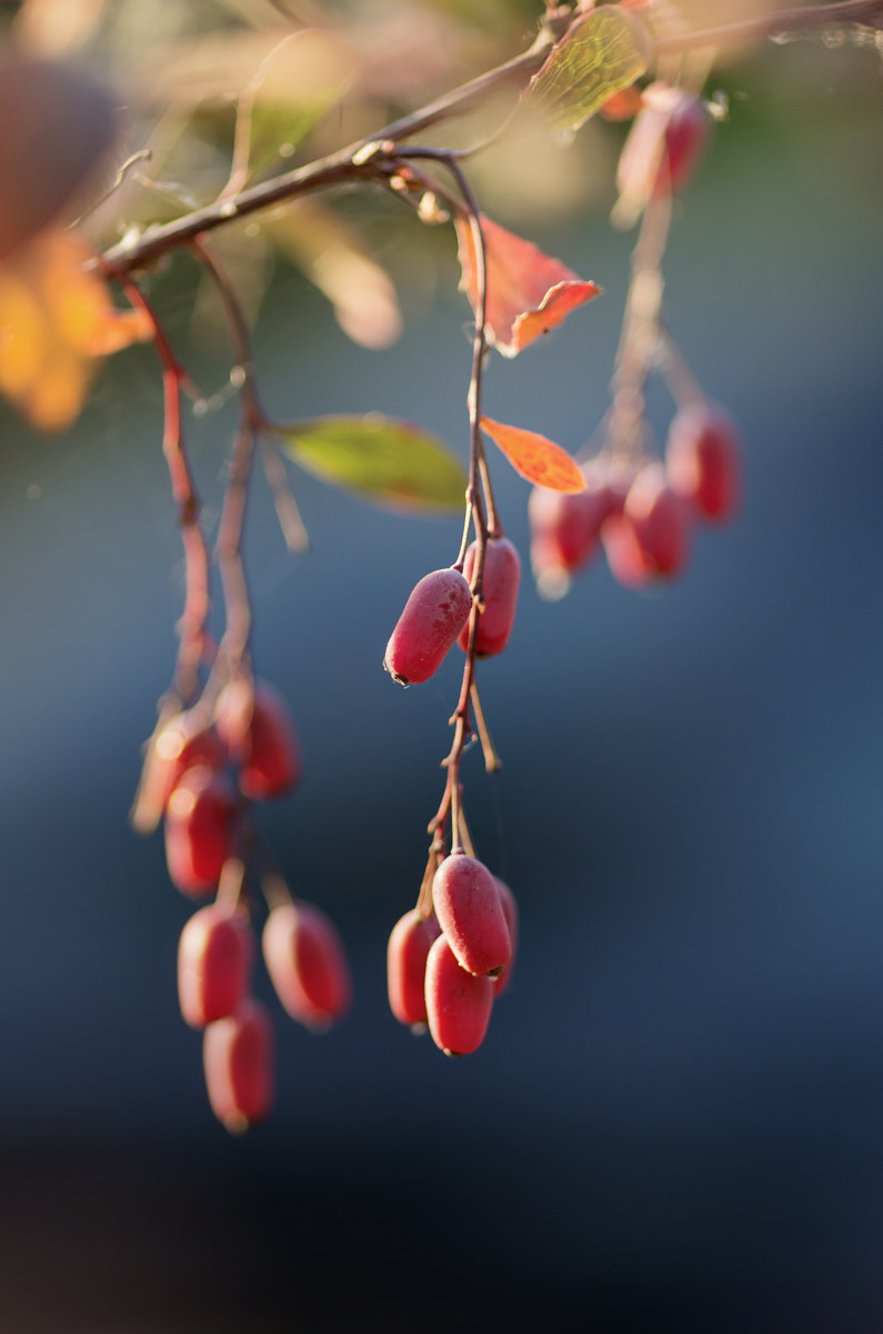 Samsung/Schneider D-XENON 100mm F2.8 Macro sample photo. . photography