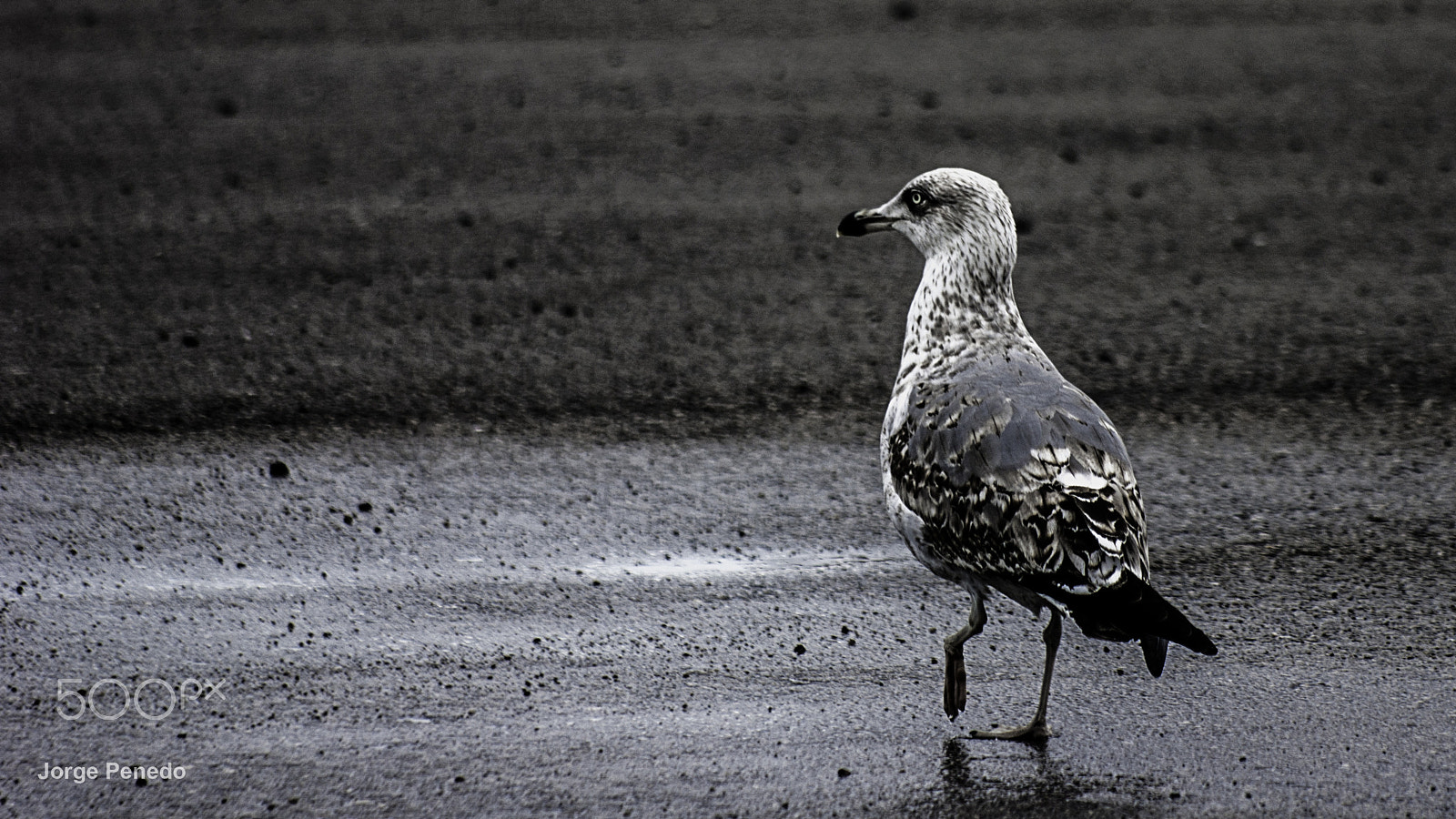 Sony Alpha DSLR-A390 + Minolta AF 100-400mm F4.5-6.7 APO sample photo. Walking photography