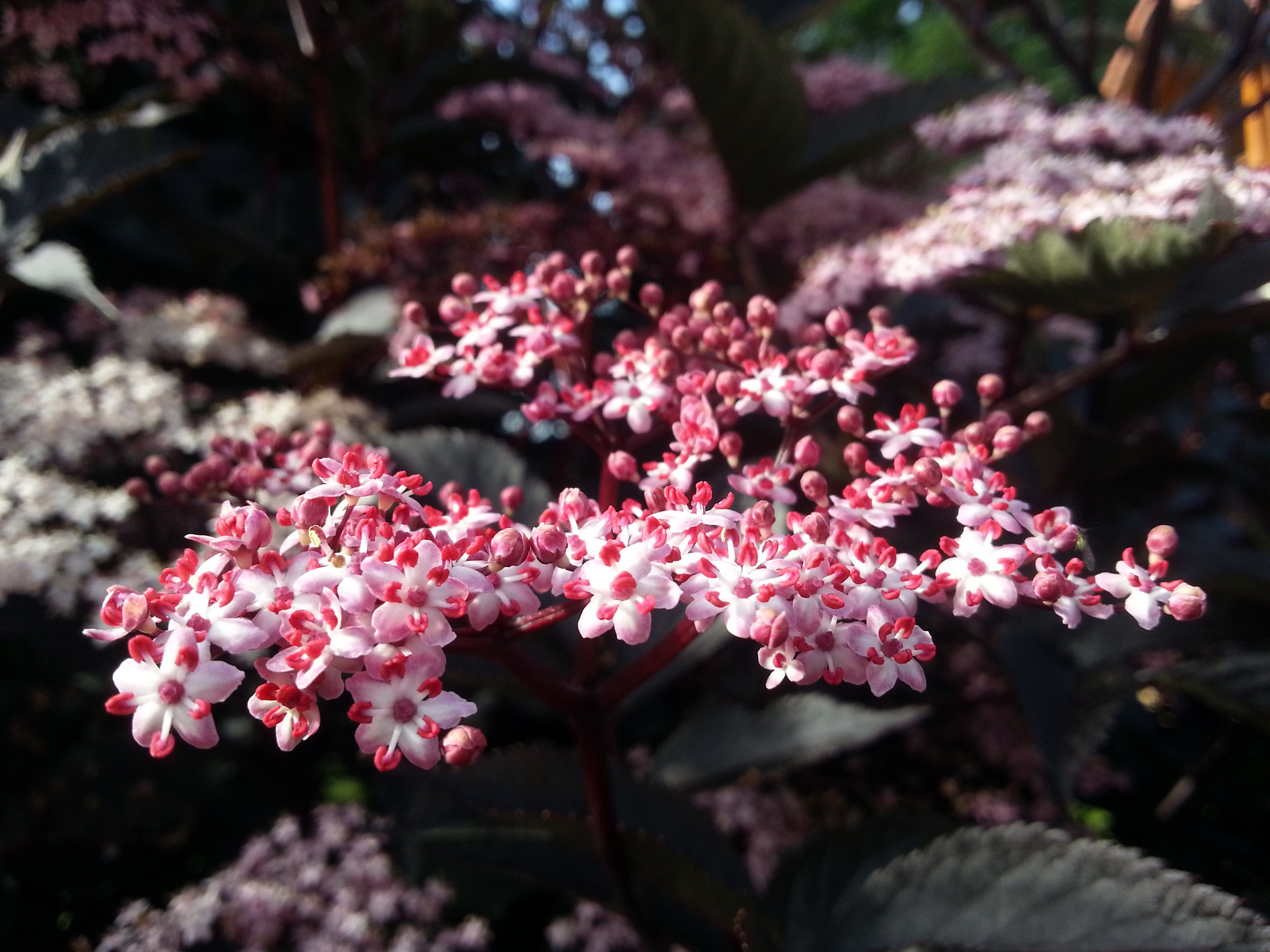Samsung GT-I8750 sample photo. Flower bush photography