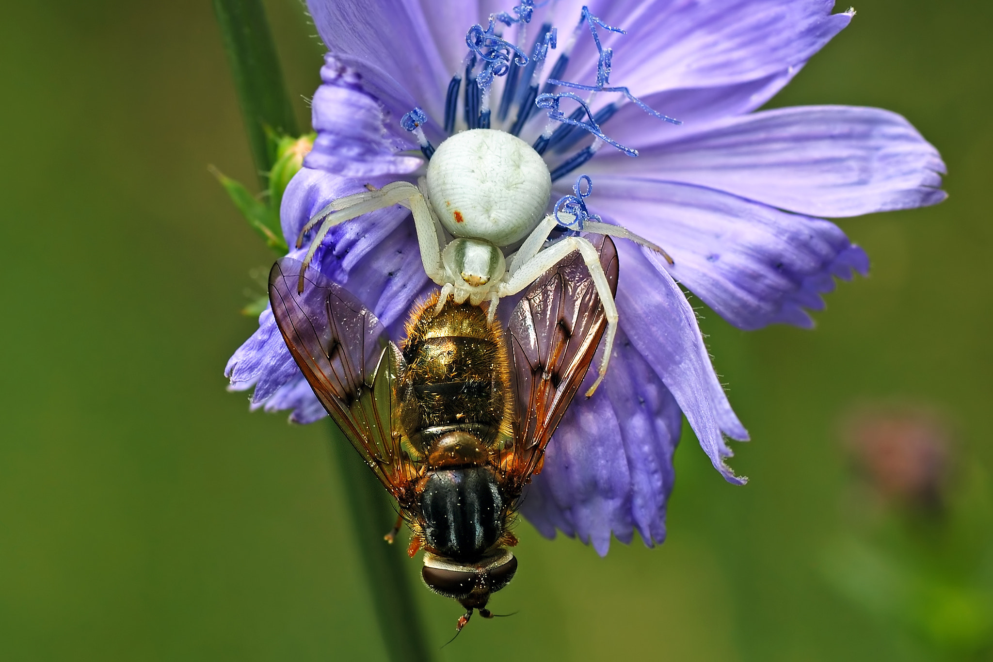 Nikon D40 sample photo. Misumena vatia photography