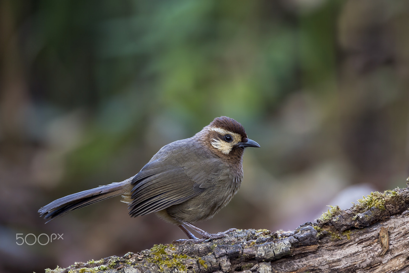 Nikon D4 sample photo. White-browed laughingthrush photography