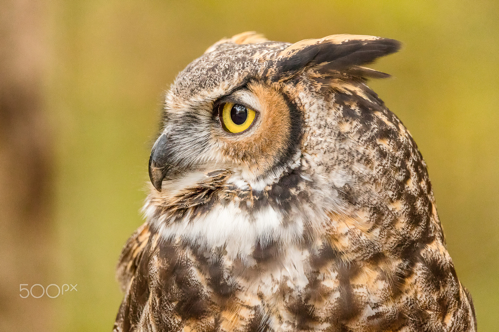 Canon EOS 5DS + Sigma 150-600mm F5-6.3 DG OS HSM | C sample photo. Great horned owl profile photography