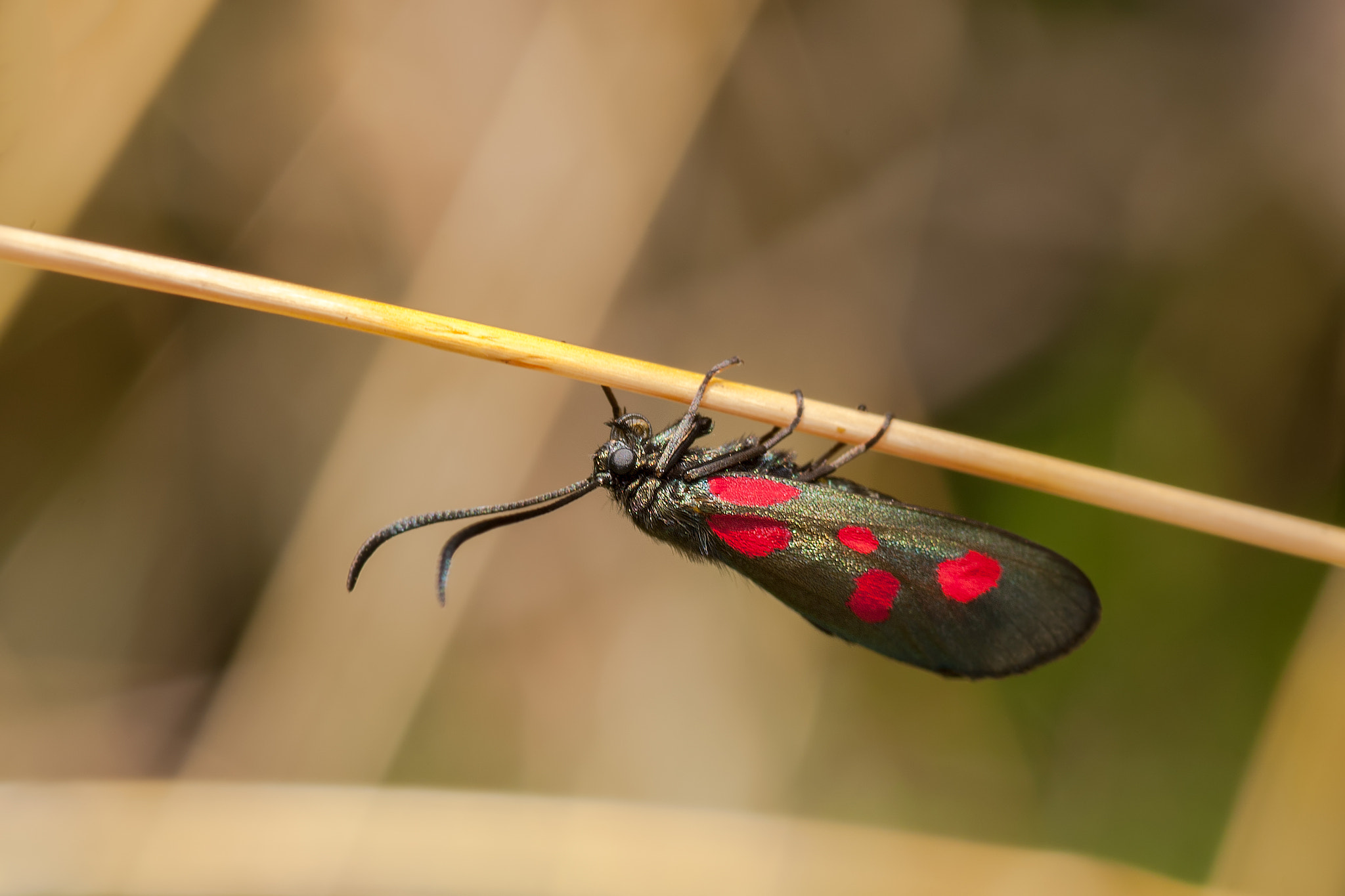 Nikon D40 sample photo. Zygaena lonicerae photography