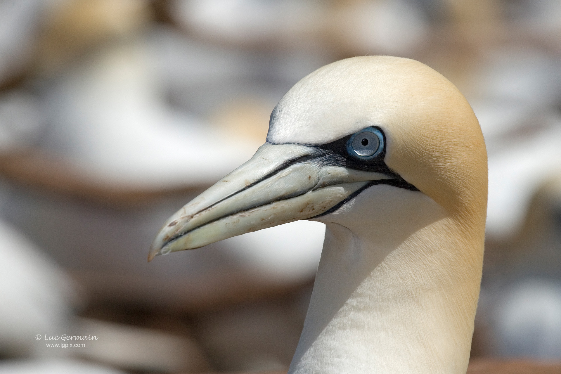 Canon EF 100-400mm F4.5-5.6L IS USM sample photo. Northern gannet portrait photography