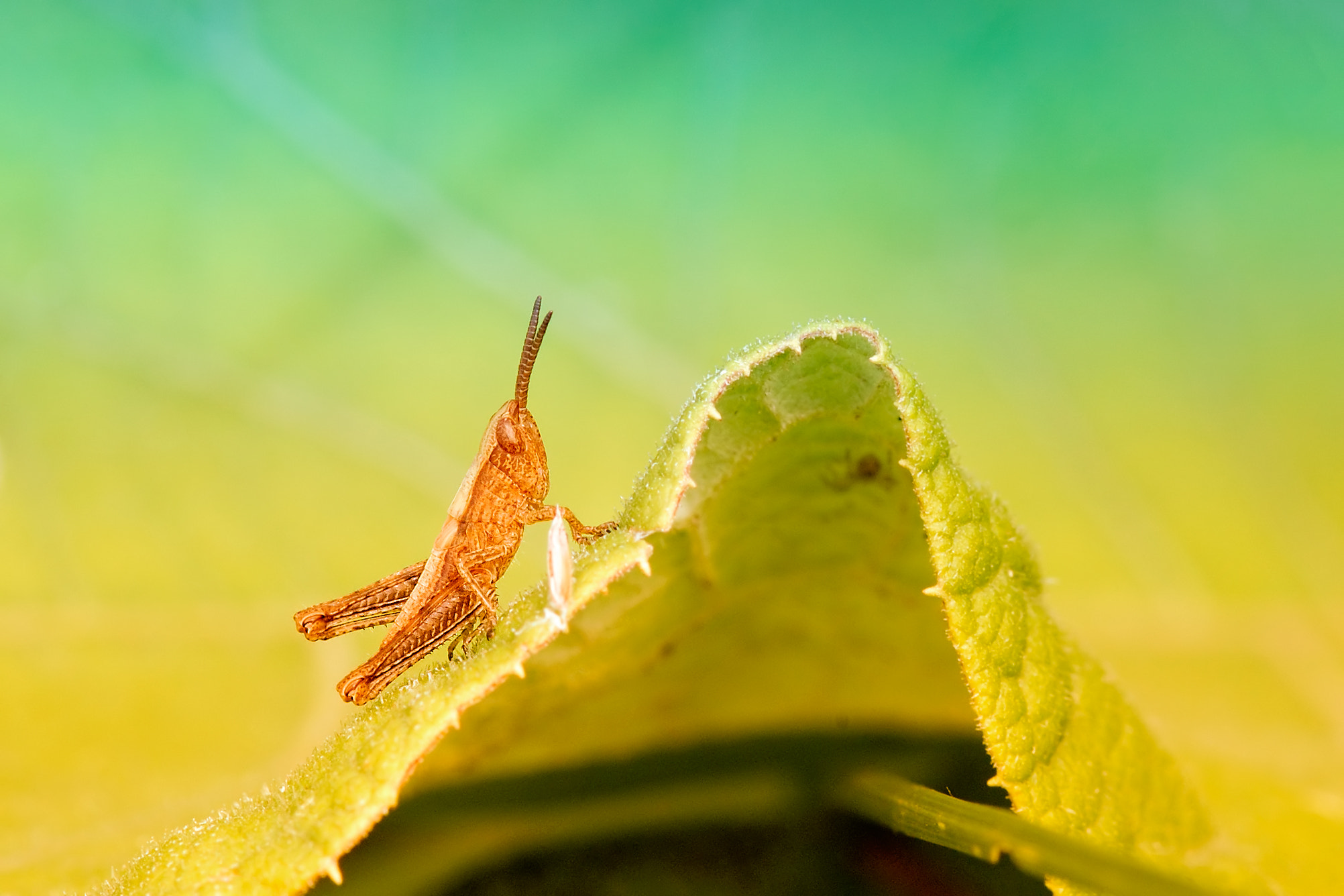 Nikon D40 sample photo. Acrididae photography