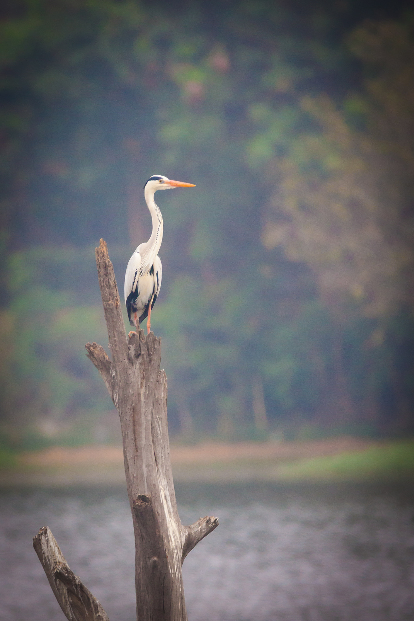 Sigma 150-600mm F5-6.3 DG OS HSM | C sample photo. A heron photography