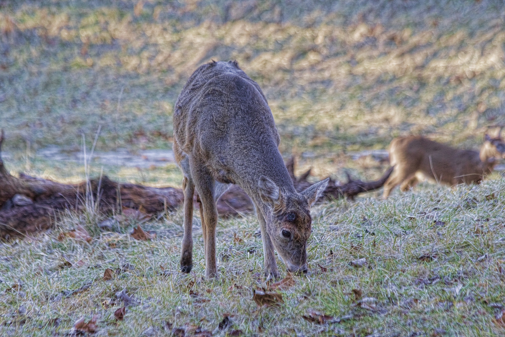 Canon EF 70-300mm F4-5.6 IS USM sample photo. Deer grazing photography