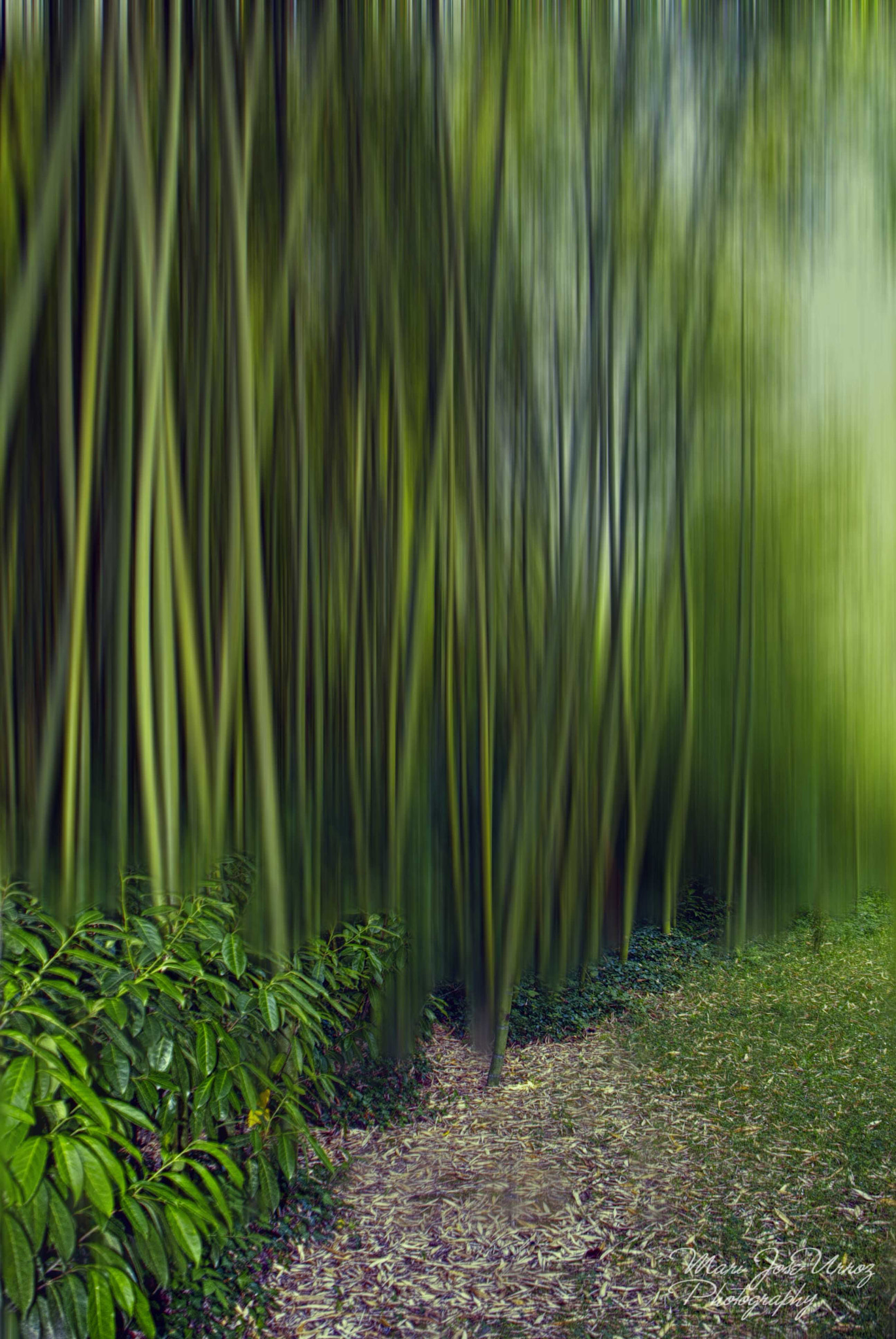 Nikon D60 sample photo. Bambus en baztan photography