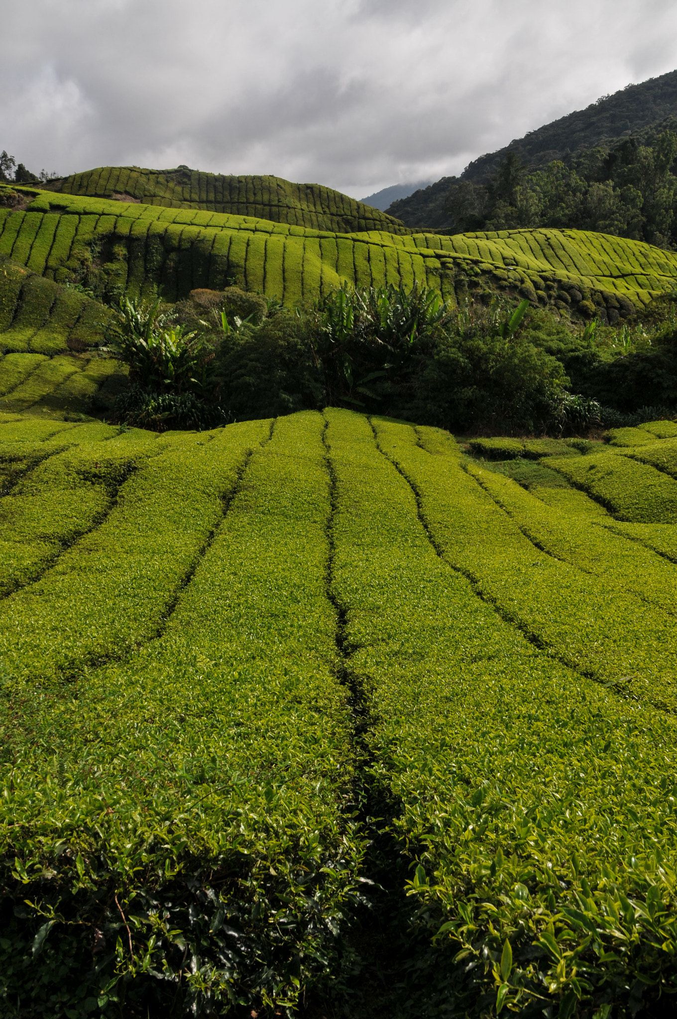 Nikon D300 + Sigma 18-50mm F2.8 EX DC sample photo. Tea plantation cameron highlands photography