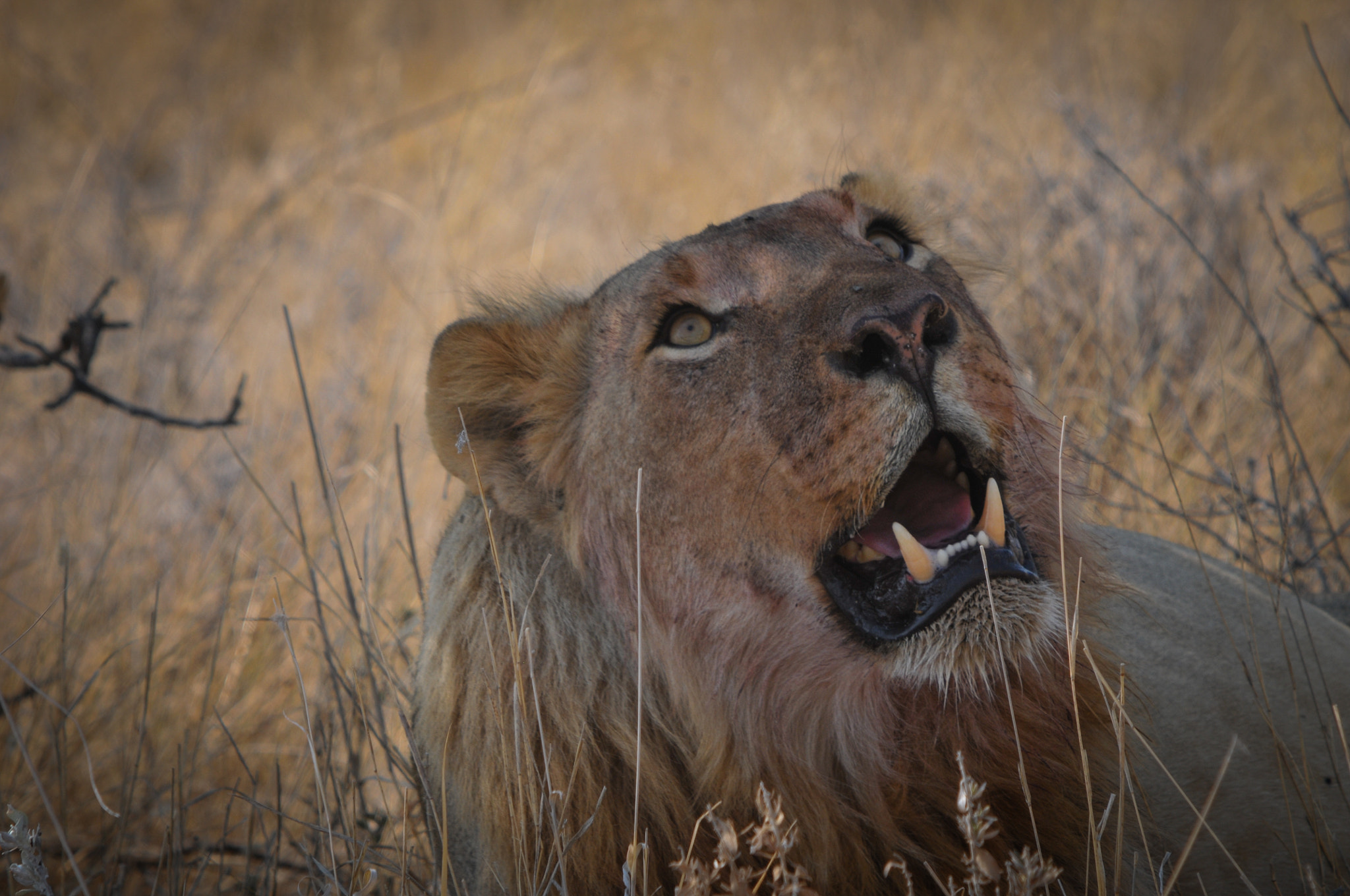 Sigma APO 100-300mm F4 EX IF HSM + 1.4x sample photo. Lion @ etosha photography