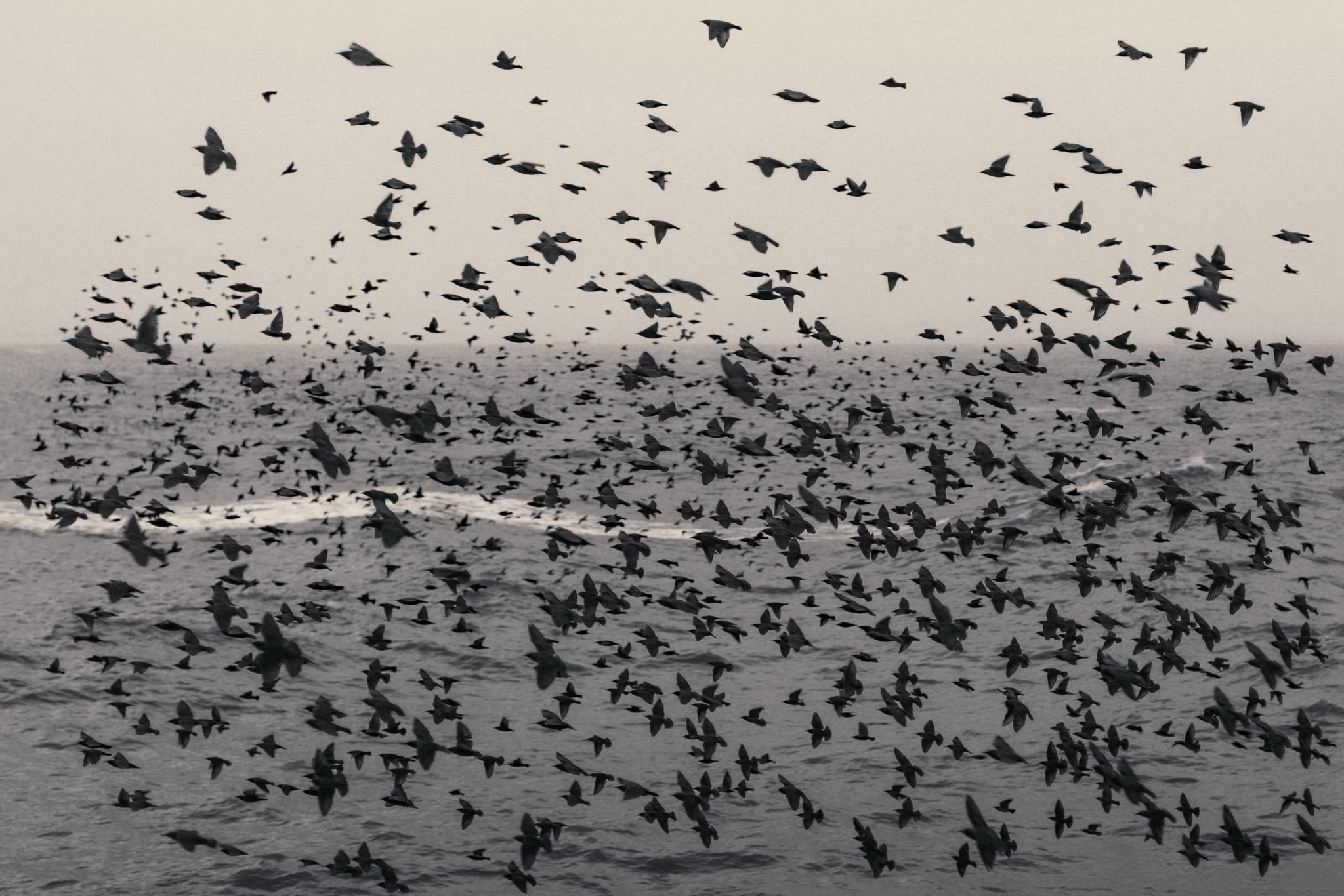 Canon EOS 30D + Canon EF 50mm F1.4 USM sample photo. Mesmerised by murmuration we follow them photography