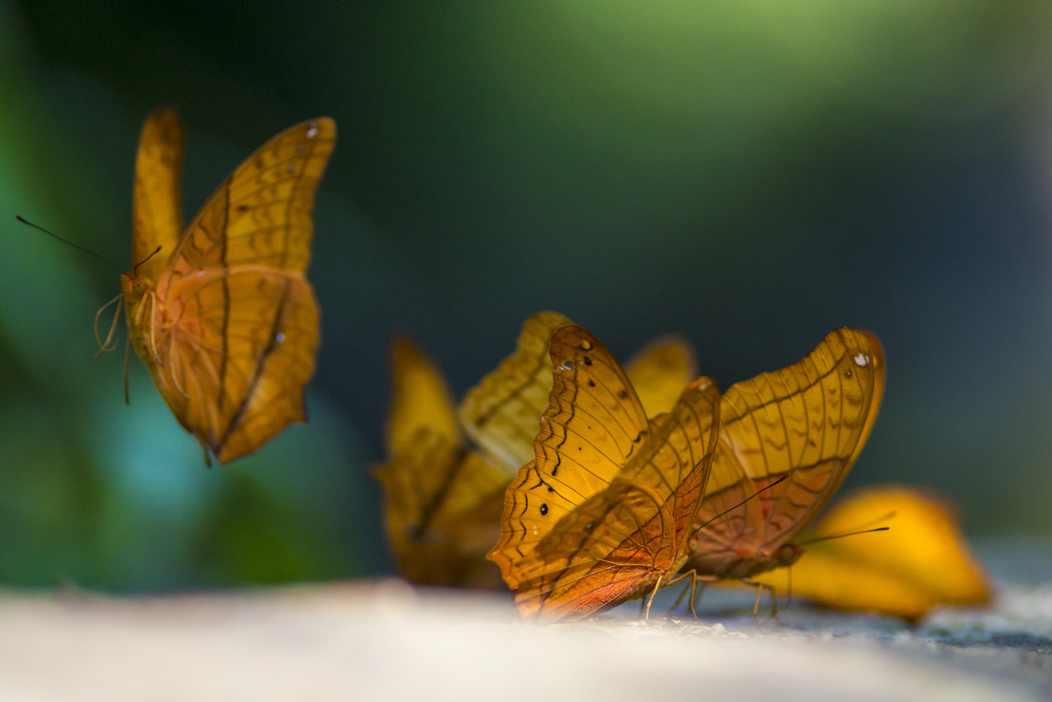 Nikon D800 + AF Nikkor 180mm f/2.8 IF-ED sample photo. Cruiser butterflies photography