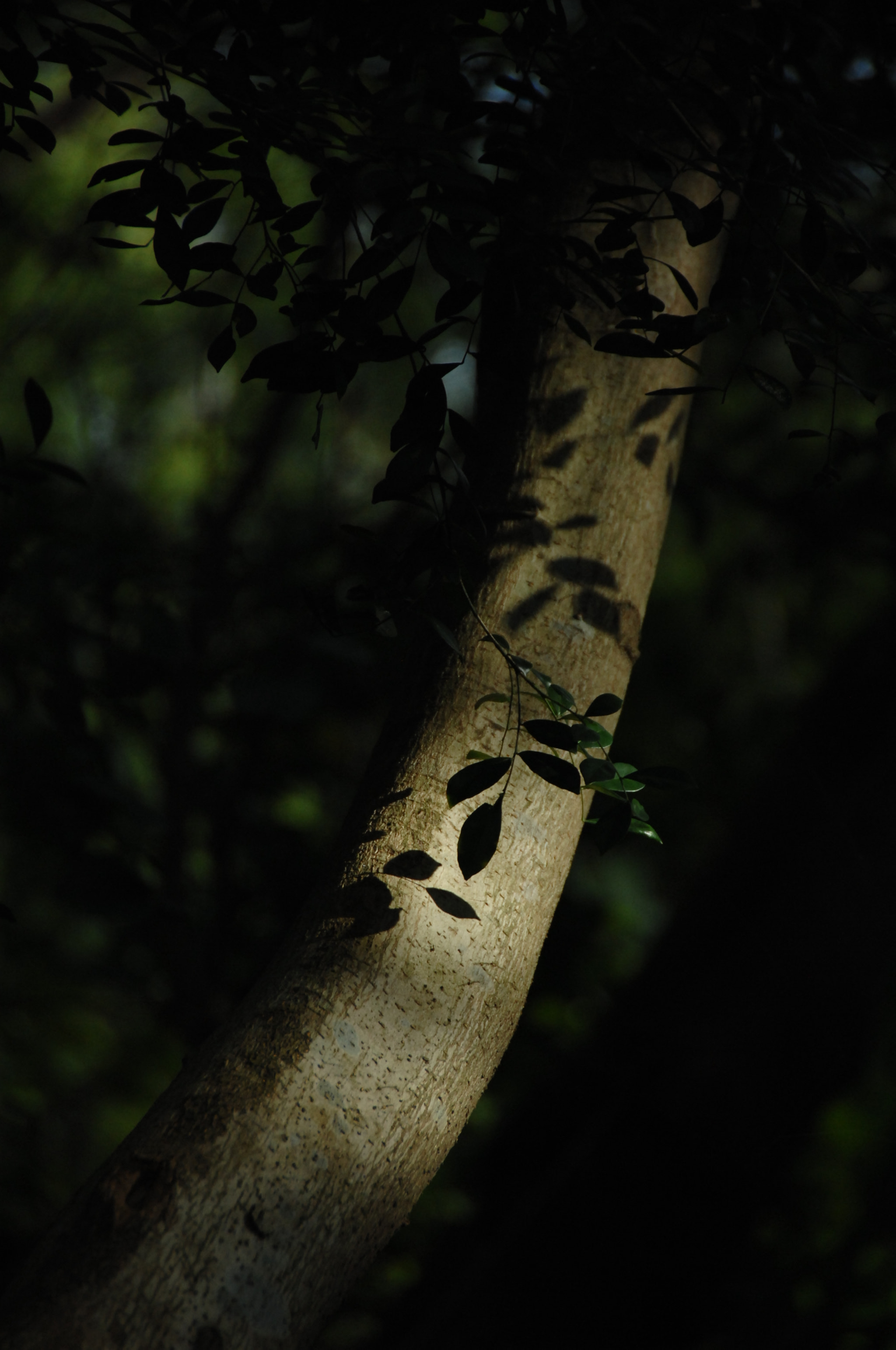 Nikon D2X sample photo. .. photography