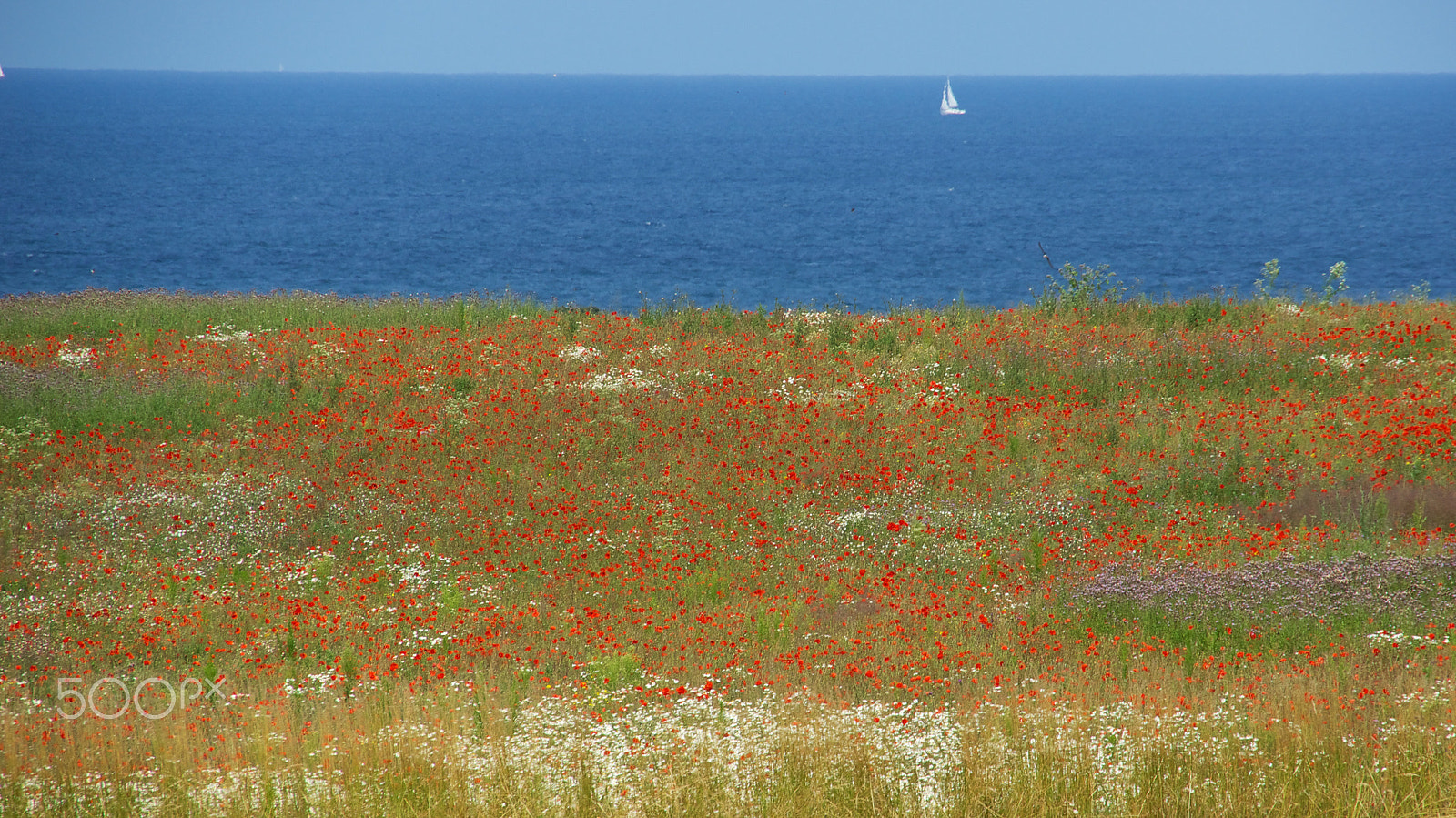Sony E 18-200mm F3.5-6.3 OSS sample photo. Ostsee mit mohnfeld photography