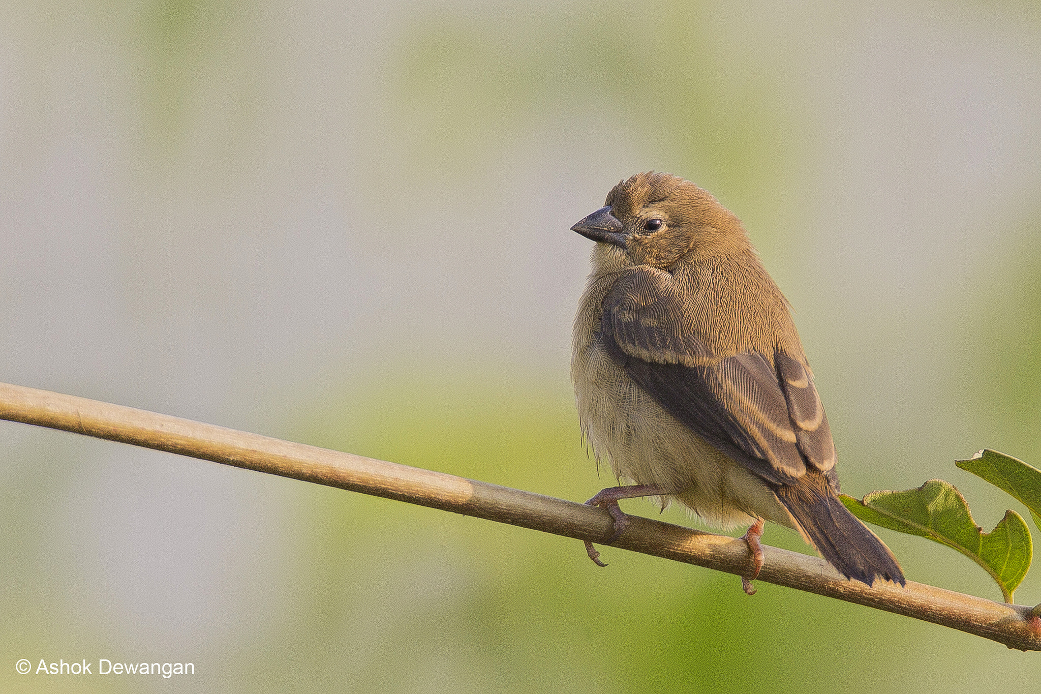 Tamron SP 150-600mm F5-6.3 Di VC USD sample photo. Stonechat photography