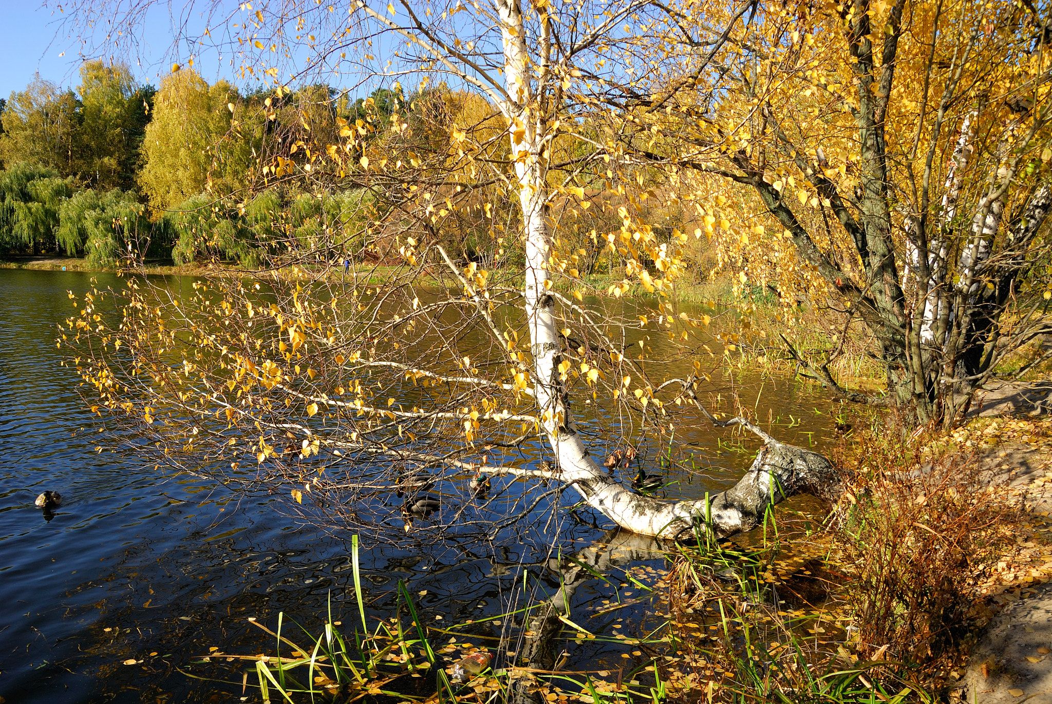 Nikon D200 + Sigma 18-50mm F2.8 EX DC Macro sample photo. Leaves are falling from the birches photography