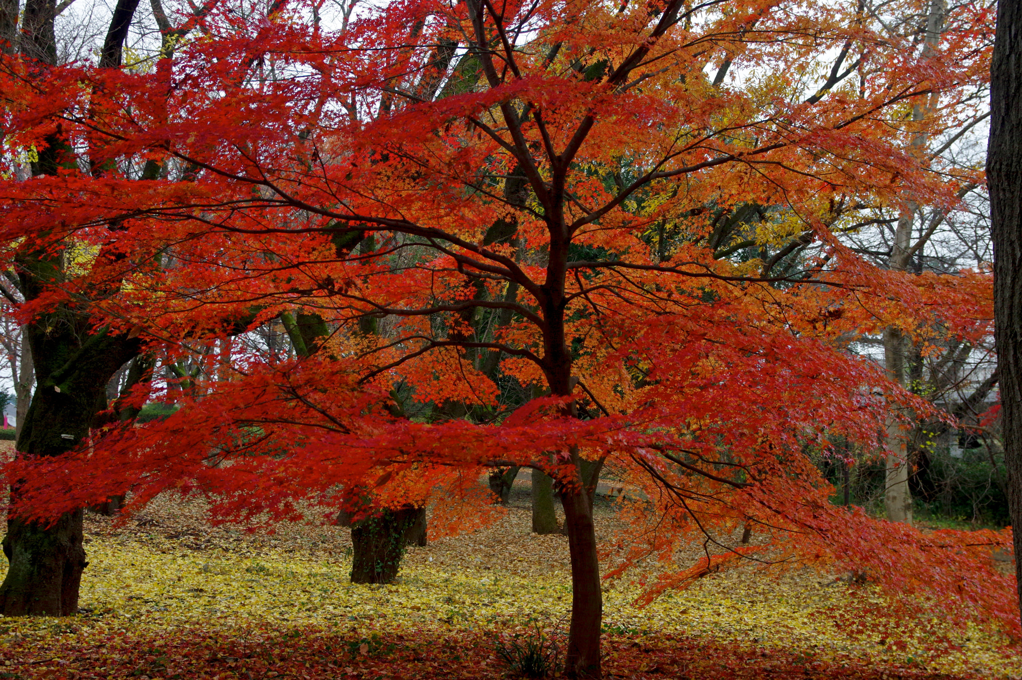 Pentax K-3 sample photo. Red dance photography