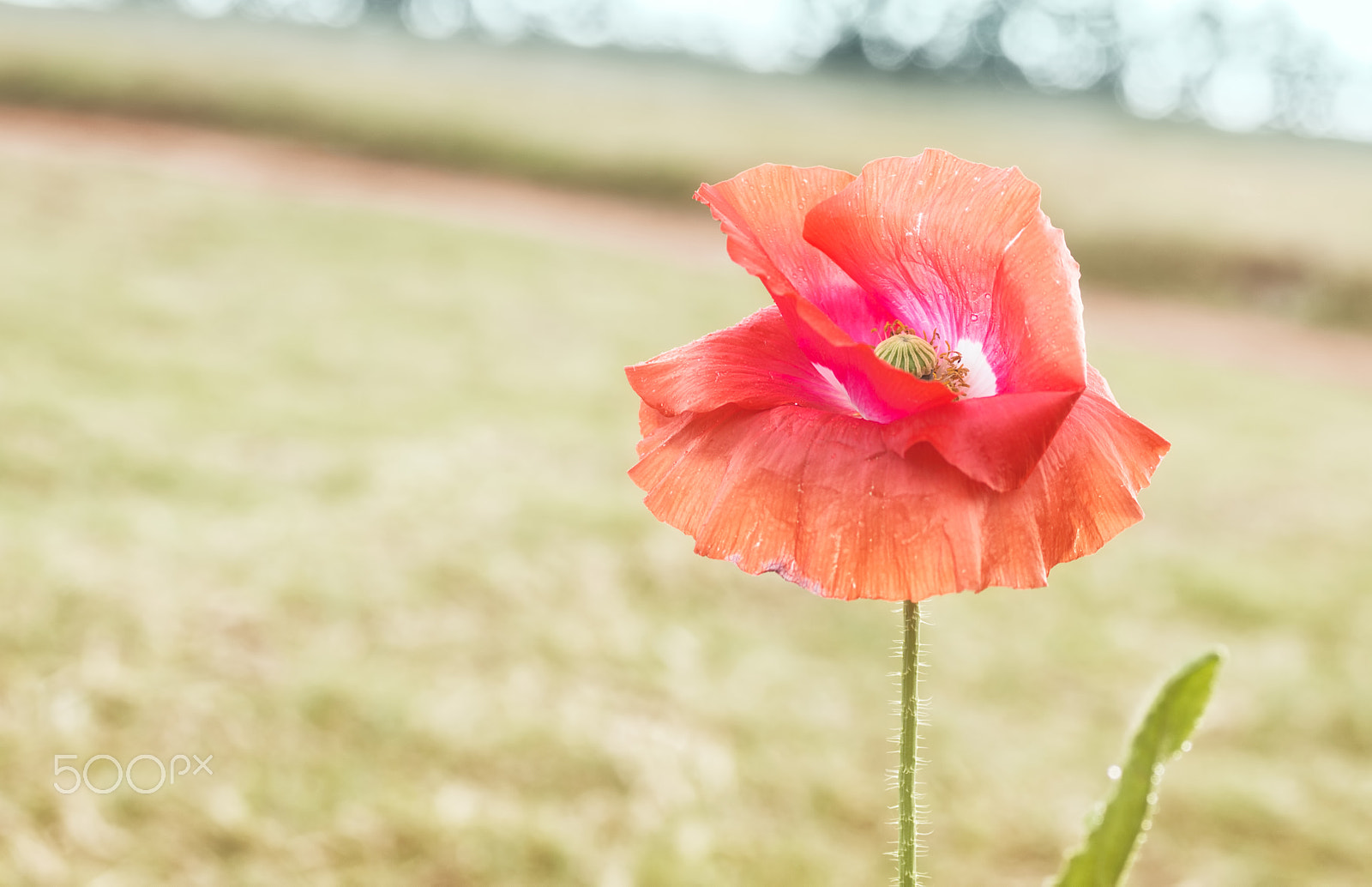 Sony SLT-A77 + MACRO 50mm F2.8 sample photo. Poppy flower beside water photography