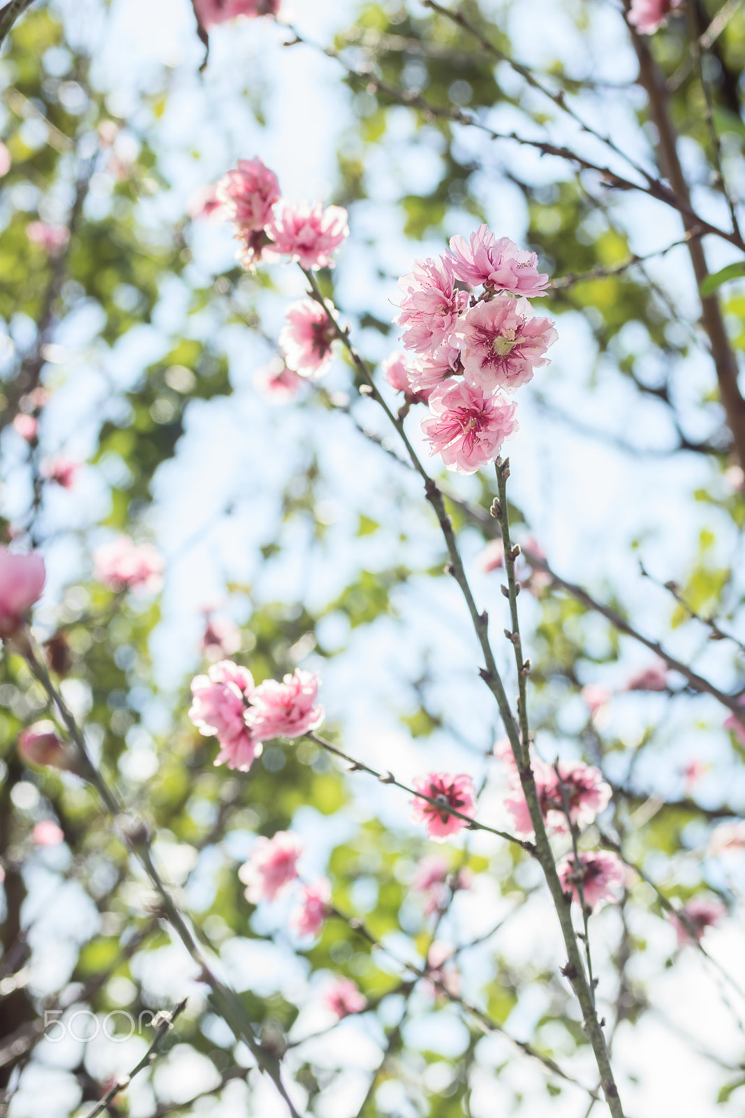 Sony SLT-A77 + MACRO 50mm F2.8 sample photo. Beautiful sakura blossom photography