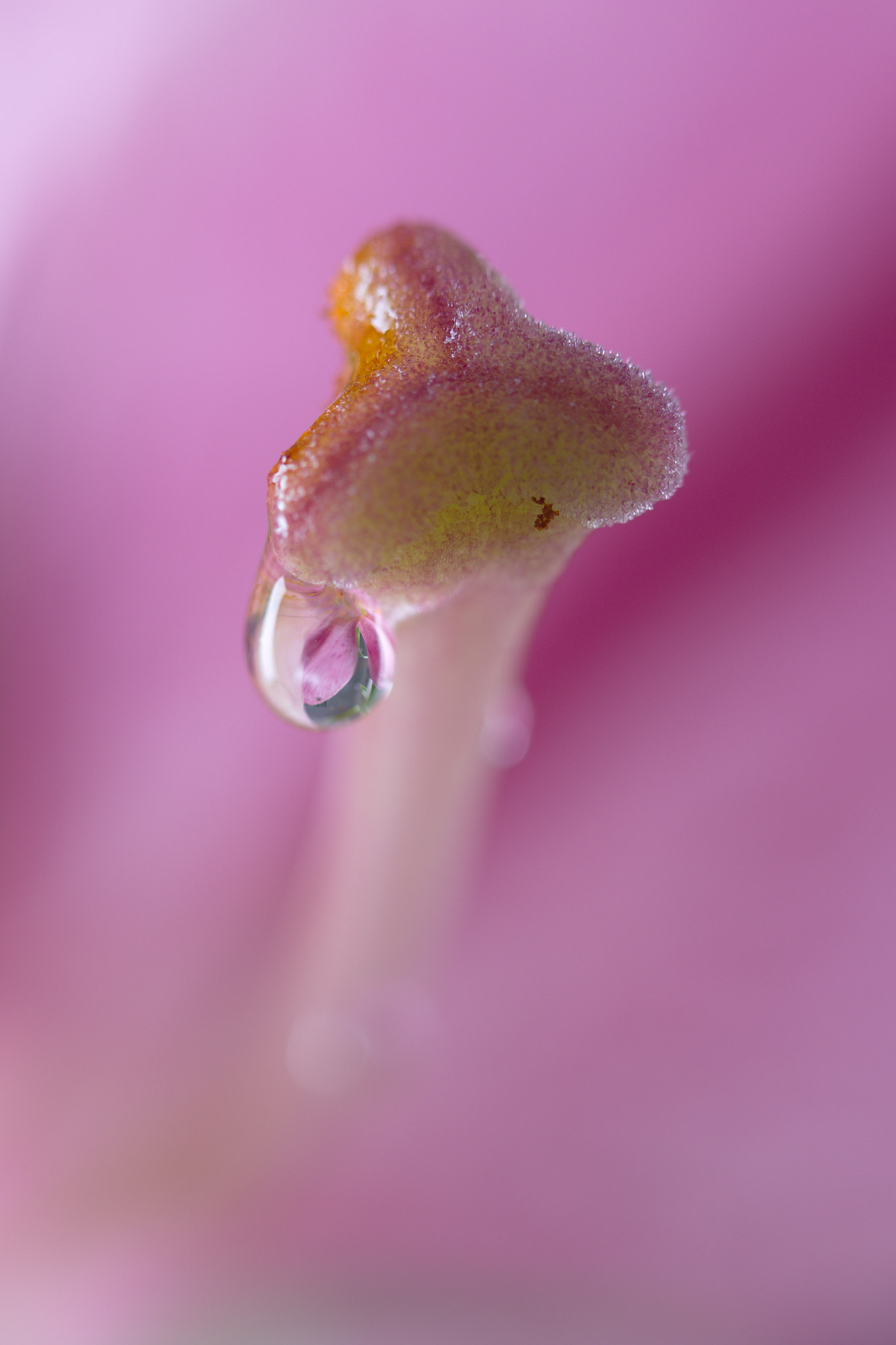 Canon EF 100mm F2.8 Macro USM sample photo. Dripping photography