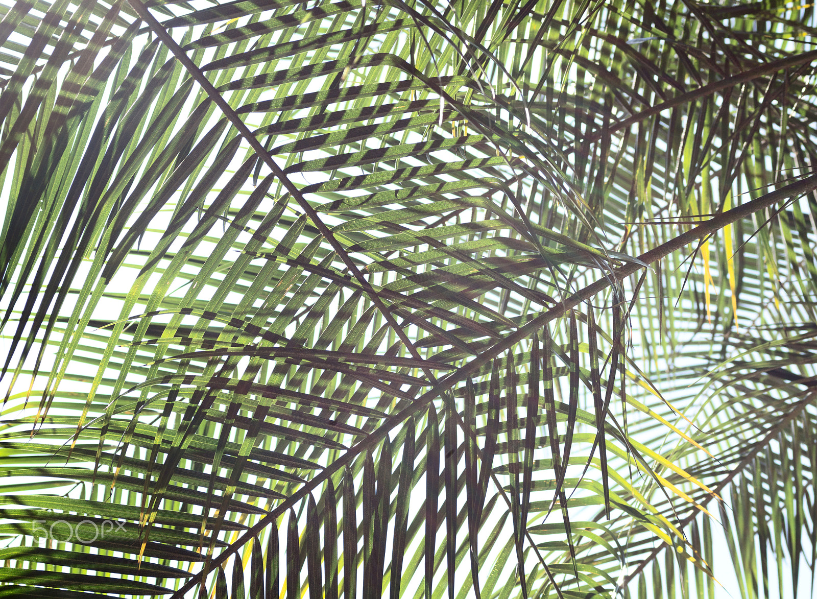 Sony SLT-A77 + MACRO 50mm F2.8 sample photo. Crossed palm leaves photography