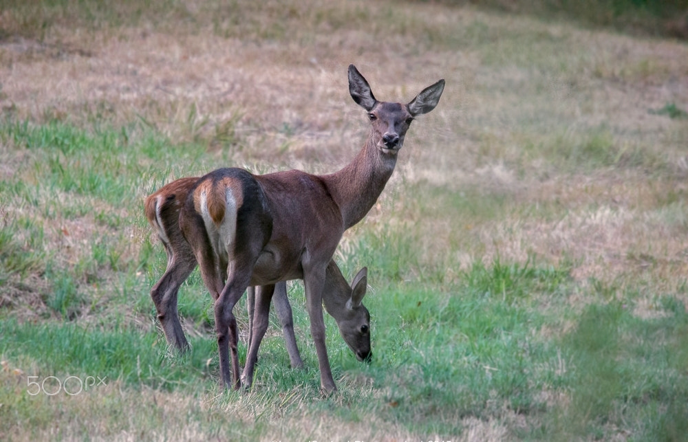 Sigma 150-500mm F5-6.3 DG OS HSM sample photo. Love story " mother and daughter" photography