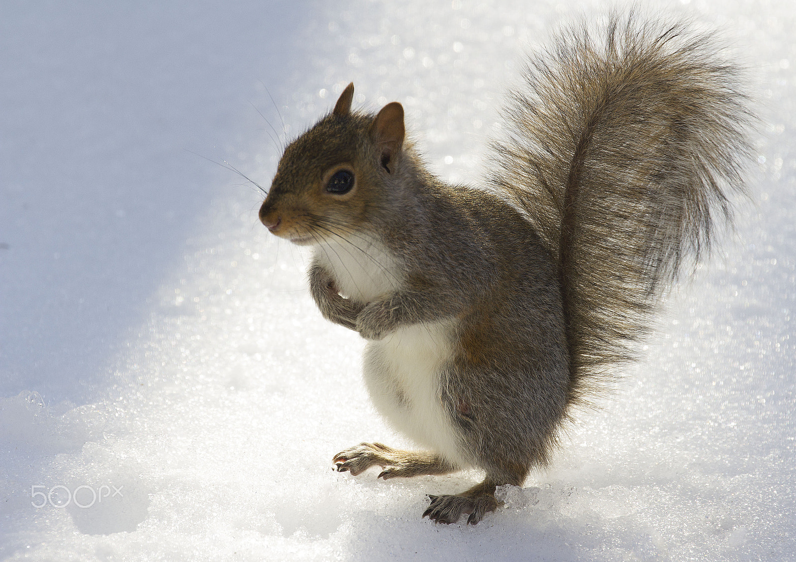 Canon EF 70-300mm F4-5.6L IS USM sample photo. Squirrel on snow photography