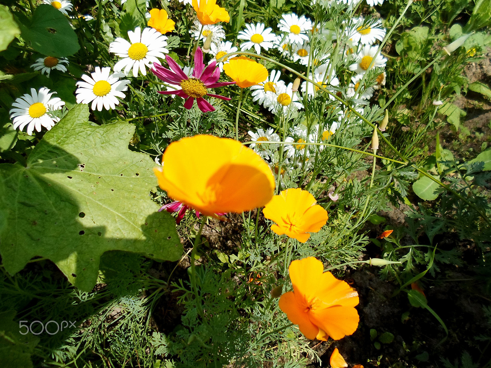Samsung ST77 / ST79 sample photo. 8.07.2012 020.jpg photography