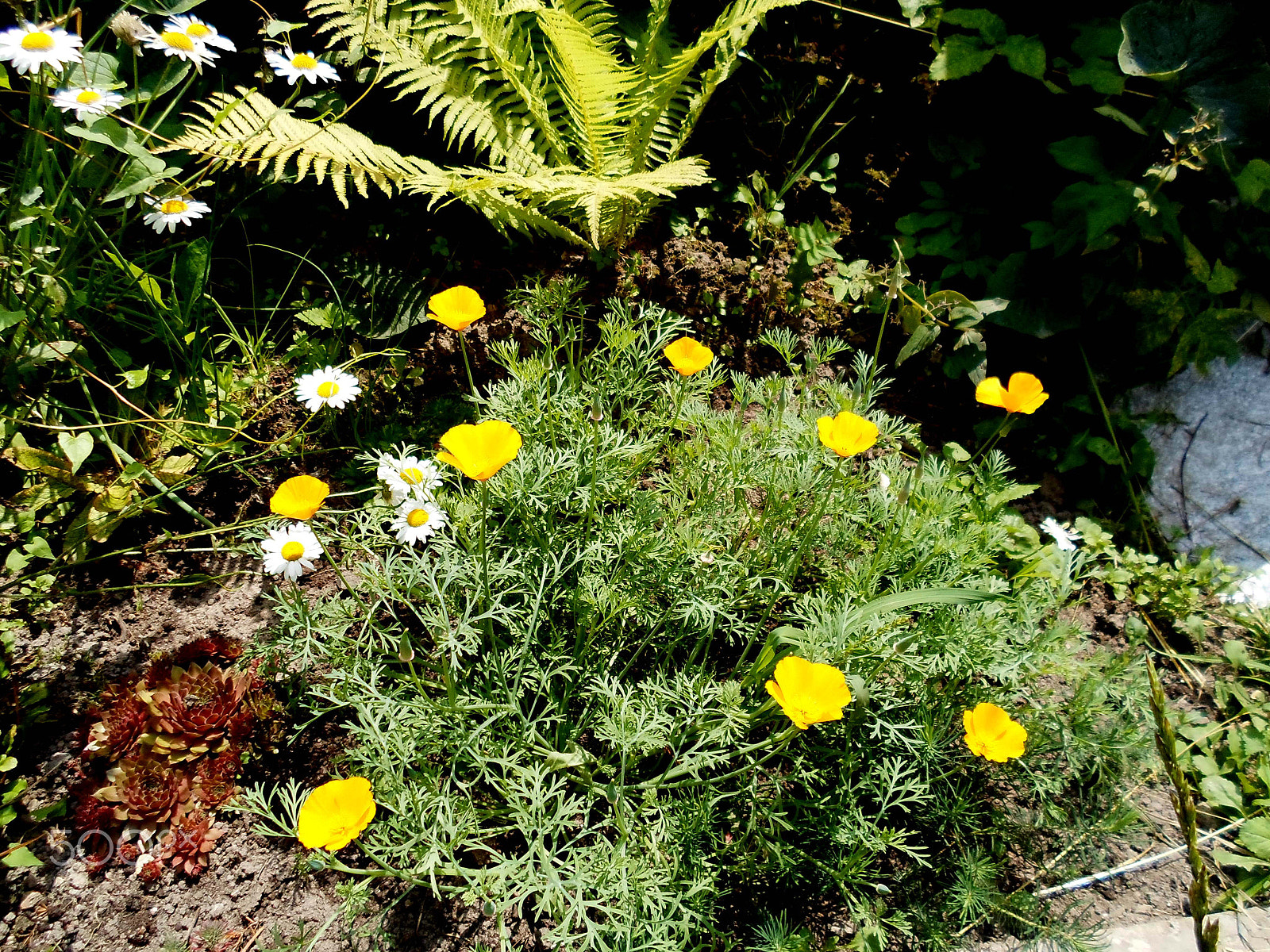 Samsung ST77 / ST79 sample photo. 8.07.2012 025.jpg photography