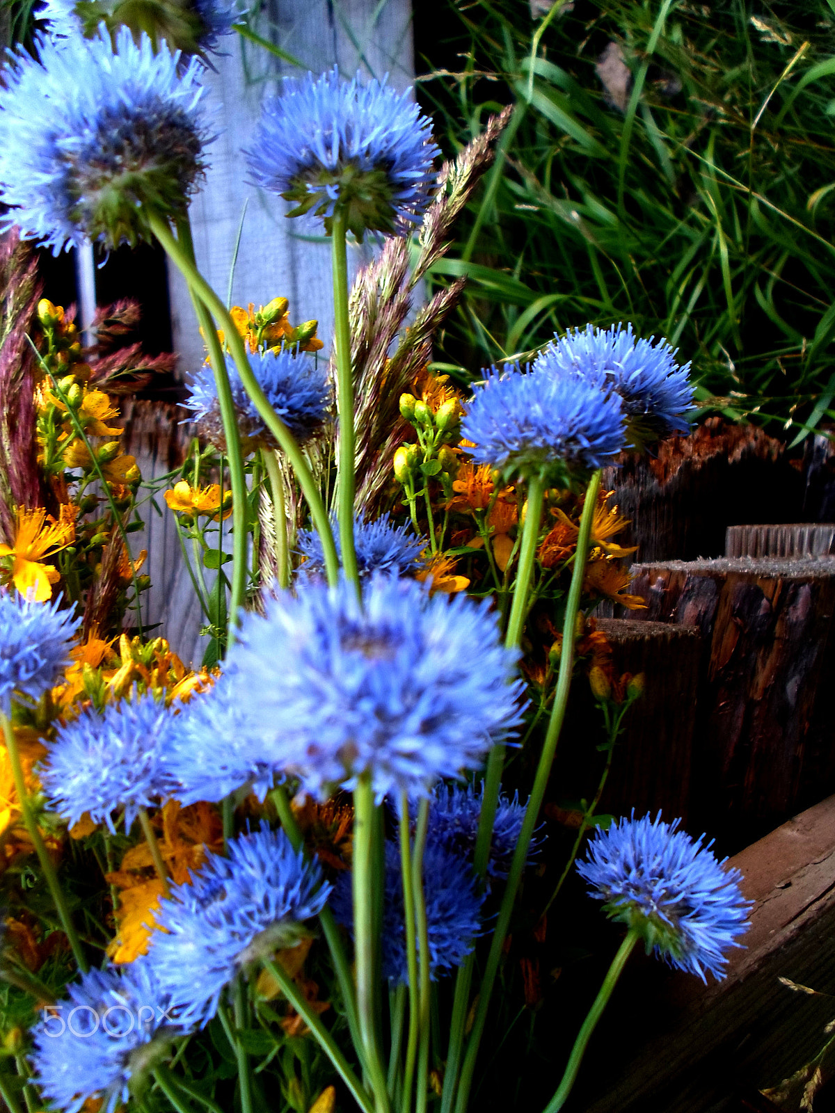 Samsung ST77 / ST79 sample photo. Полевые цветы photography
