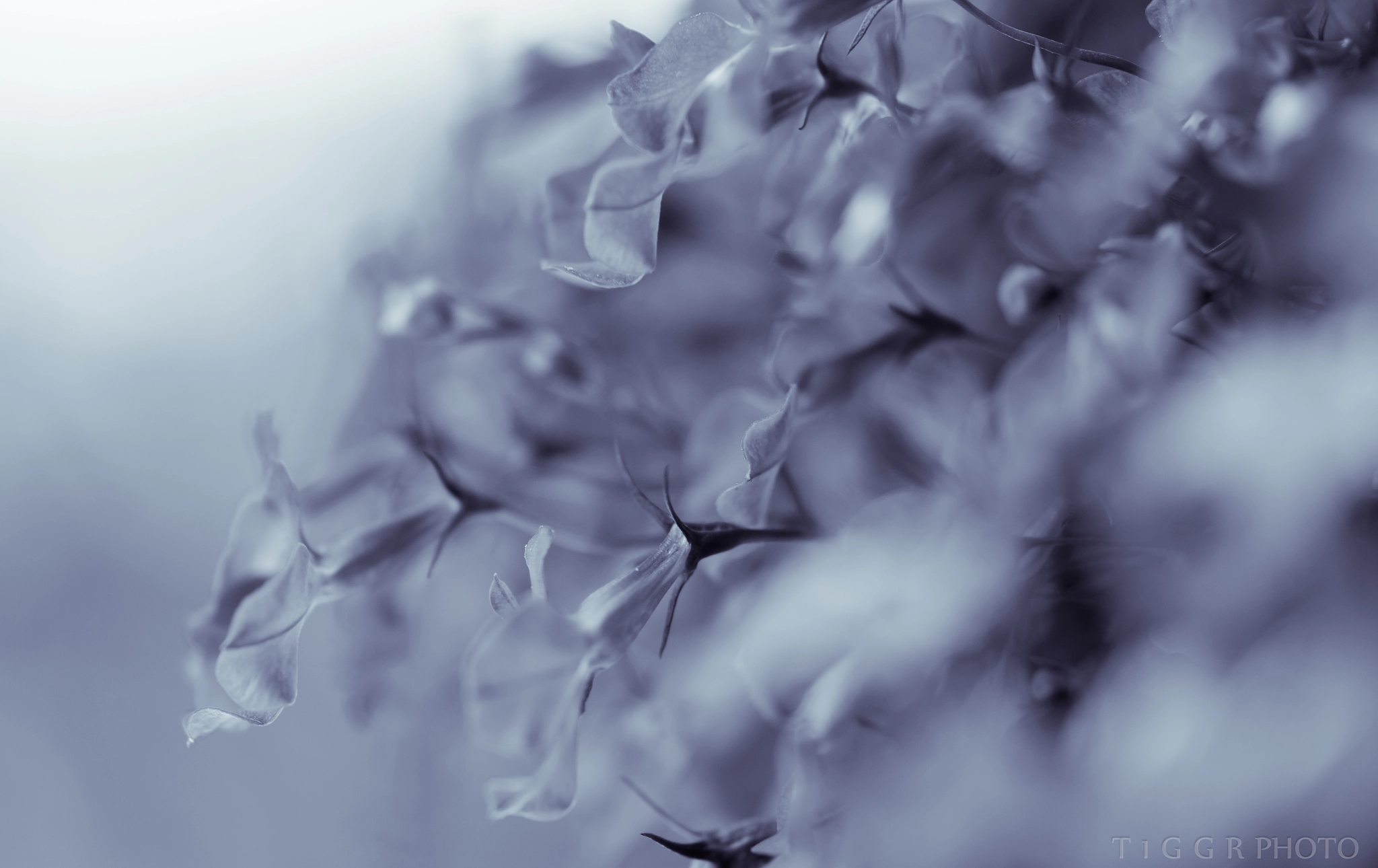 Samsung NX 60mm F2.8 Macro ED OIS SSA sample photo. Cotton photography