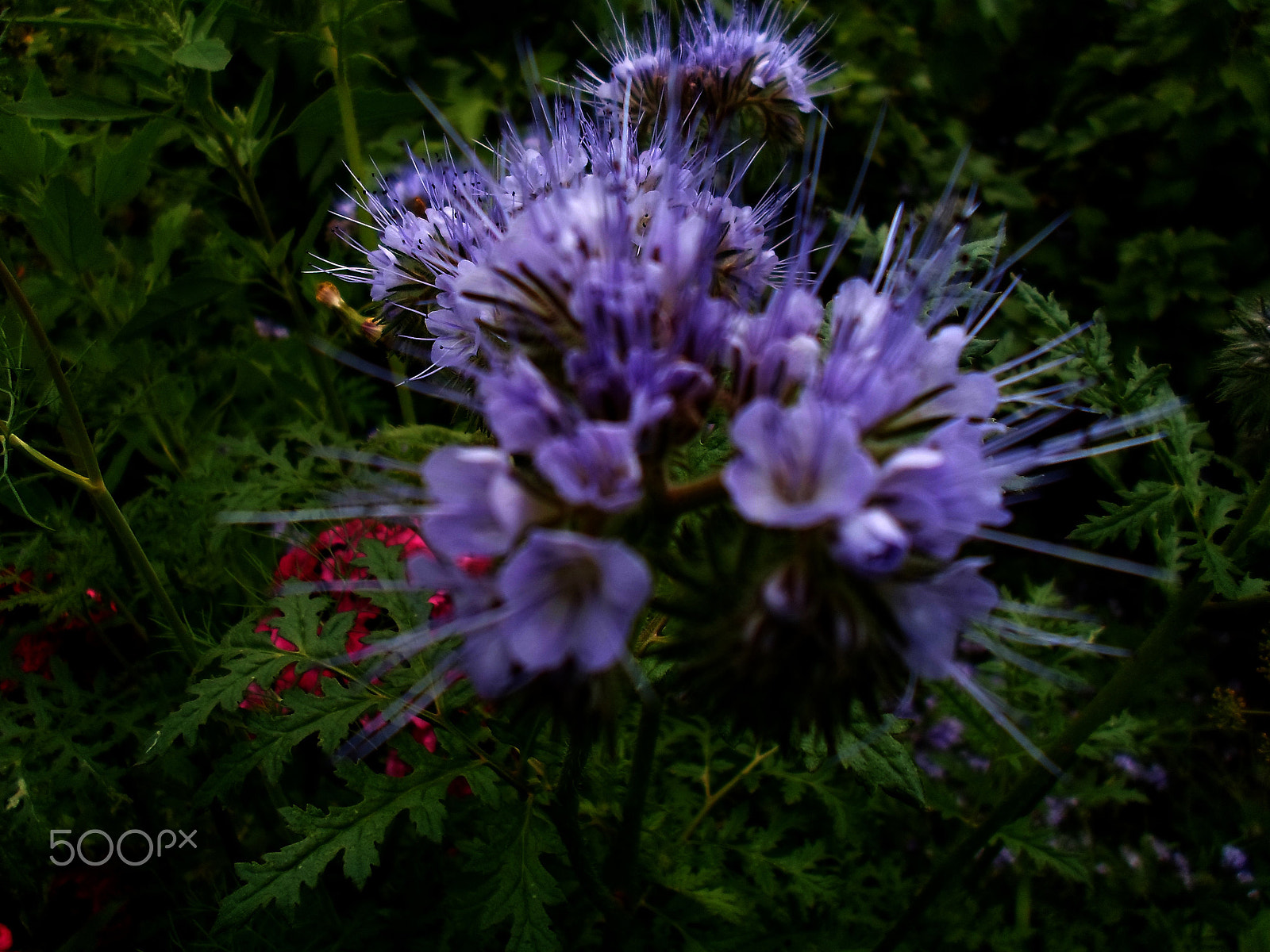 Samsung ST77 / ST79 sample photo. Sam_7040.jpg photography