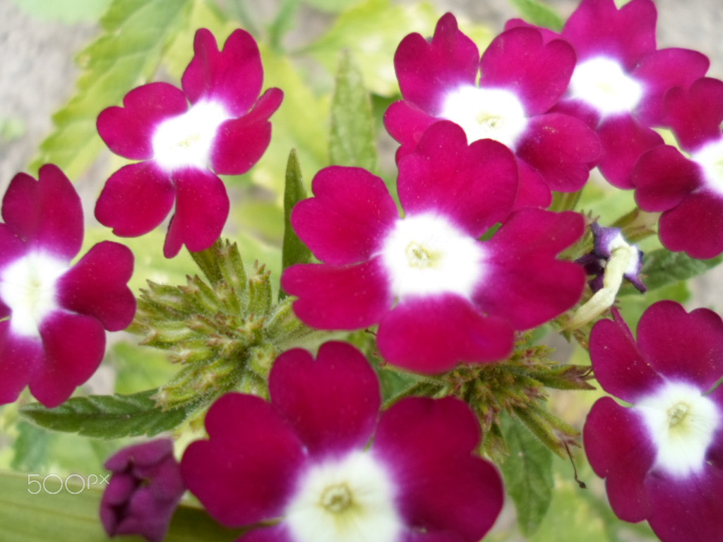 Samsung ST77 / ST79 sample photo. Sam_5114.jpg photography